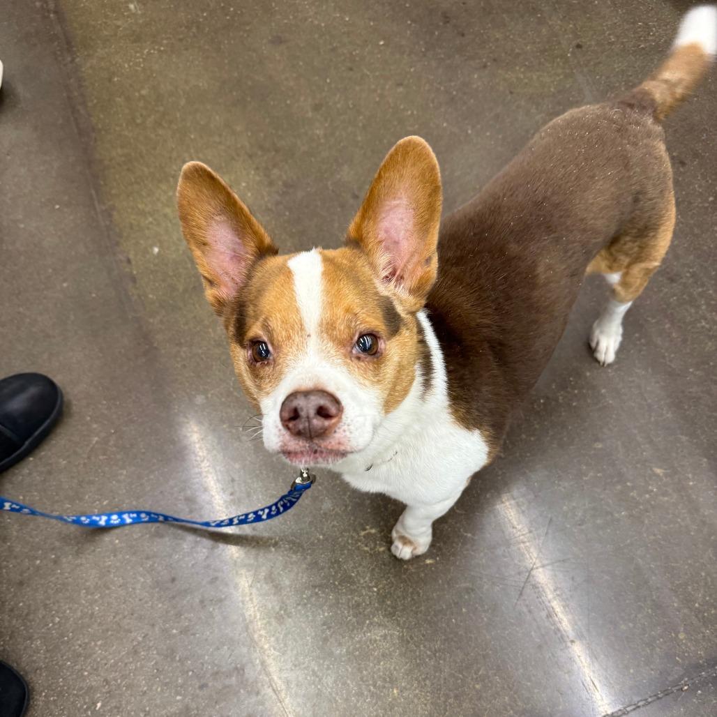 Coco, Adoptable, Senior Male Corgi.