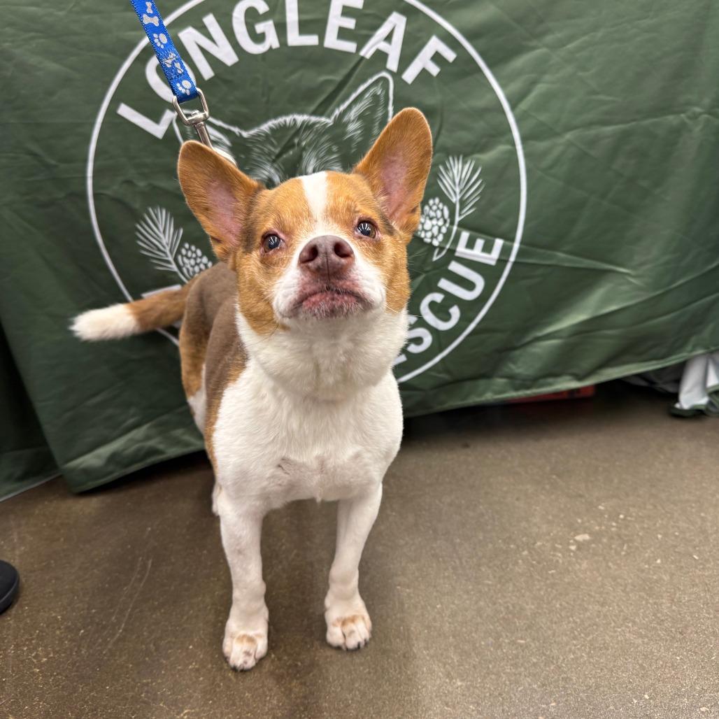 Enlarge Coco, a Adoptable Corgi in Hillsborough, NC image 2/2