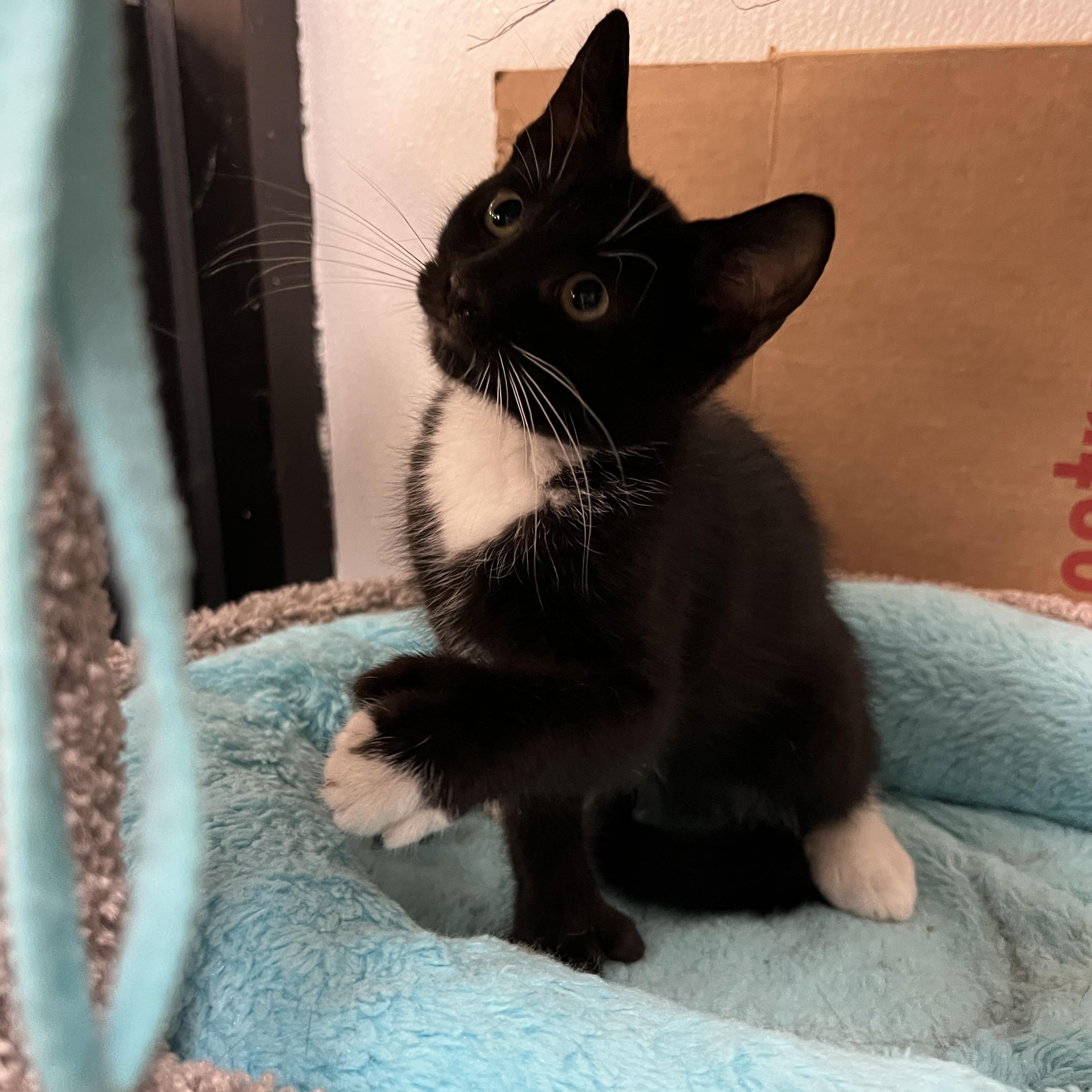 Langdon, a ADOPTABLE mixed breed in Bradenton, FL image 2/5