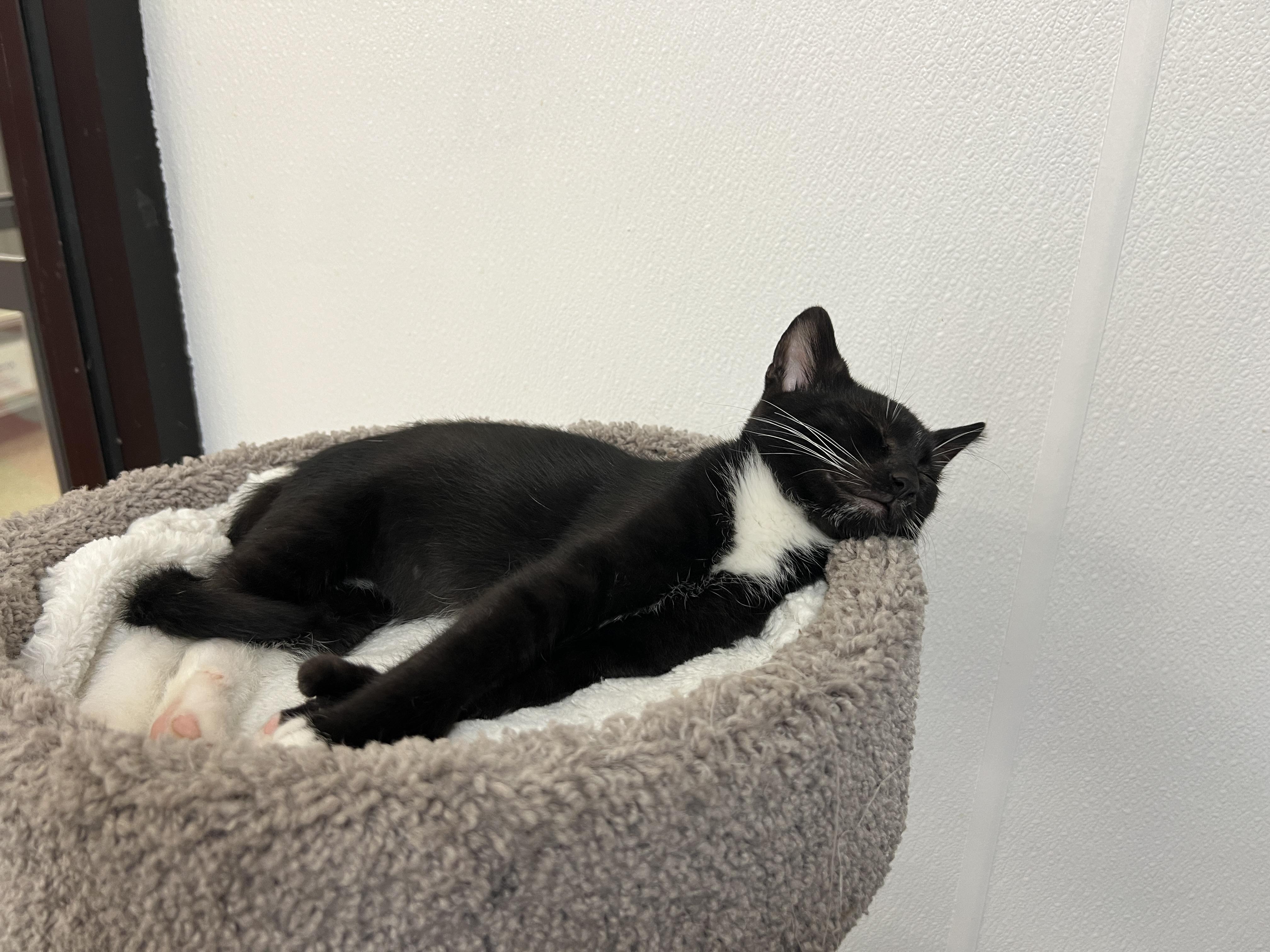 Langdon, a ADOPTABLE mixed breed in Bradenton, FL image 5/5