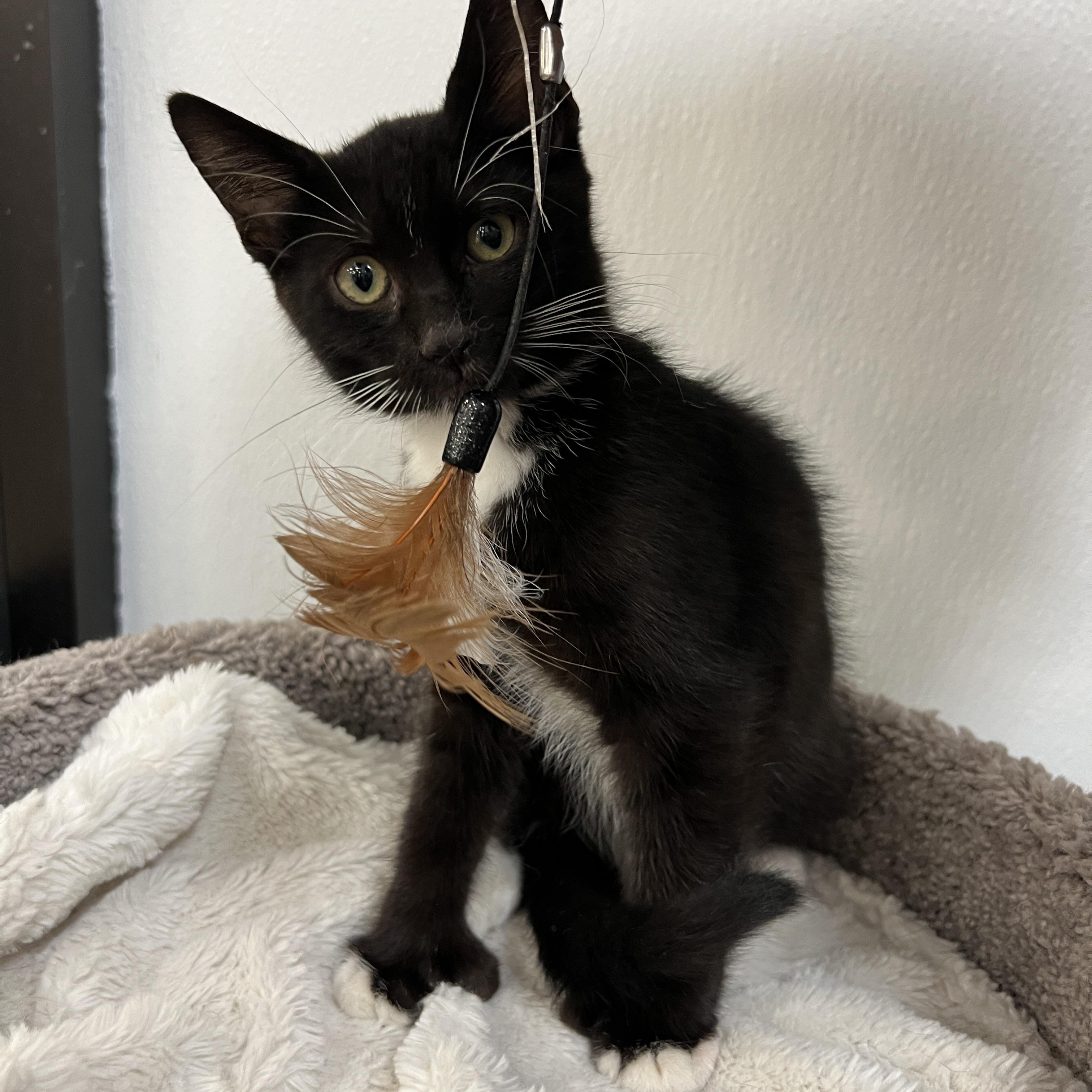 Langdon, ADOPTABLE, Kitten Male Extra-Toes Cat / Hemingway Polydactyl.