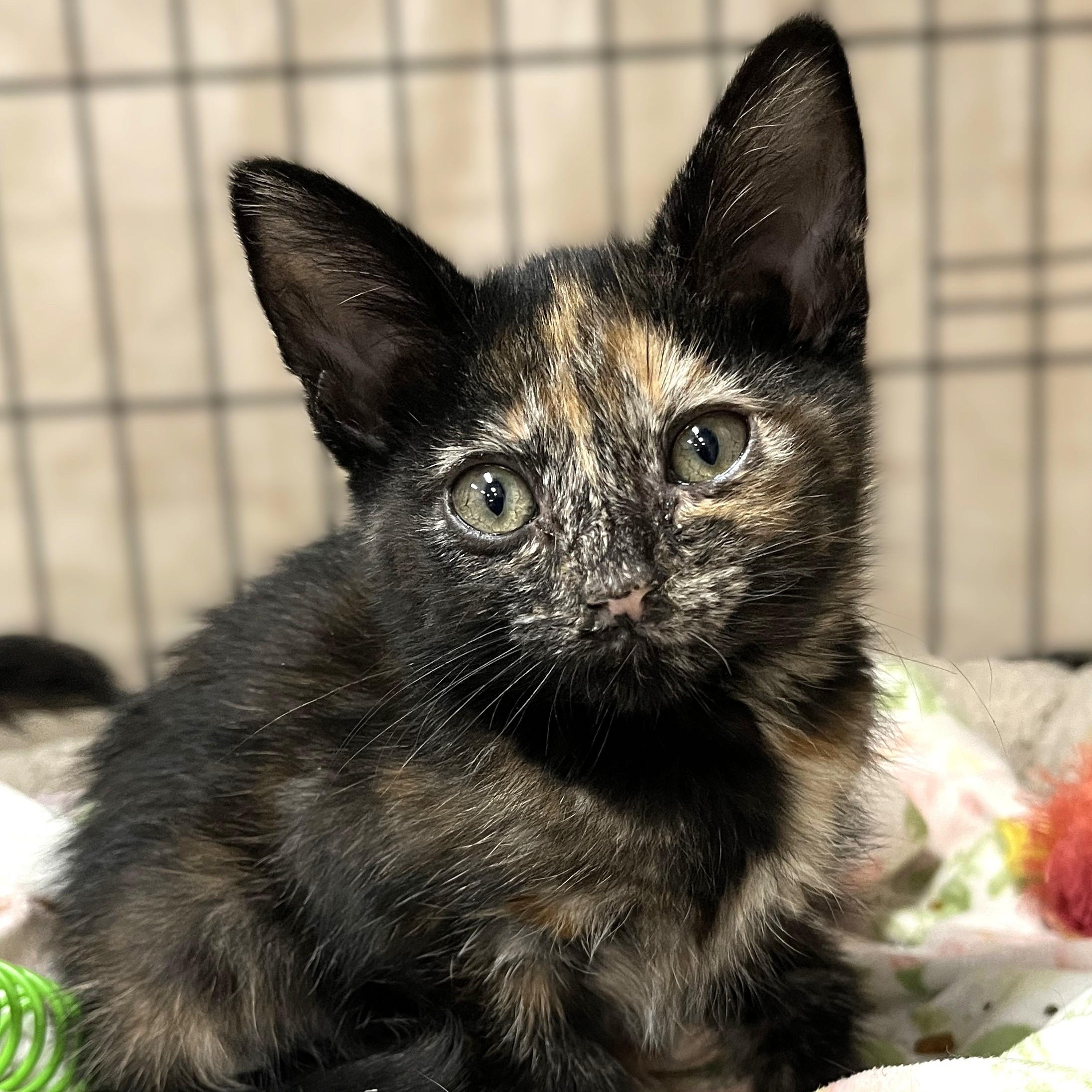 Enlarge Paisley, an adopted Tortoiseshell in Shingletown, CA image 1/1