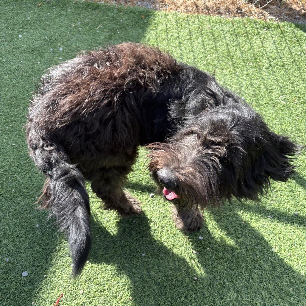 Enlarge Gracie, a Adoptable mixed breed in Batavia, OH image 1/6