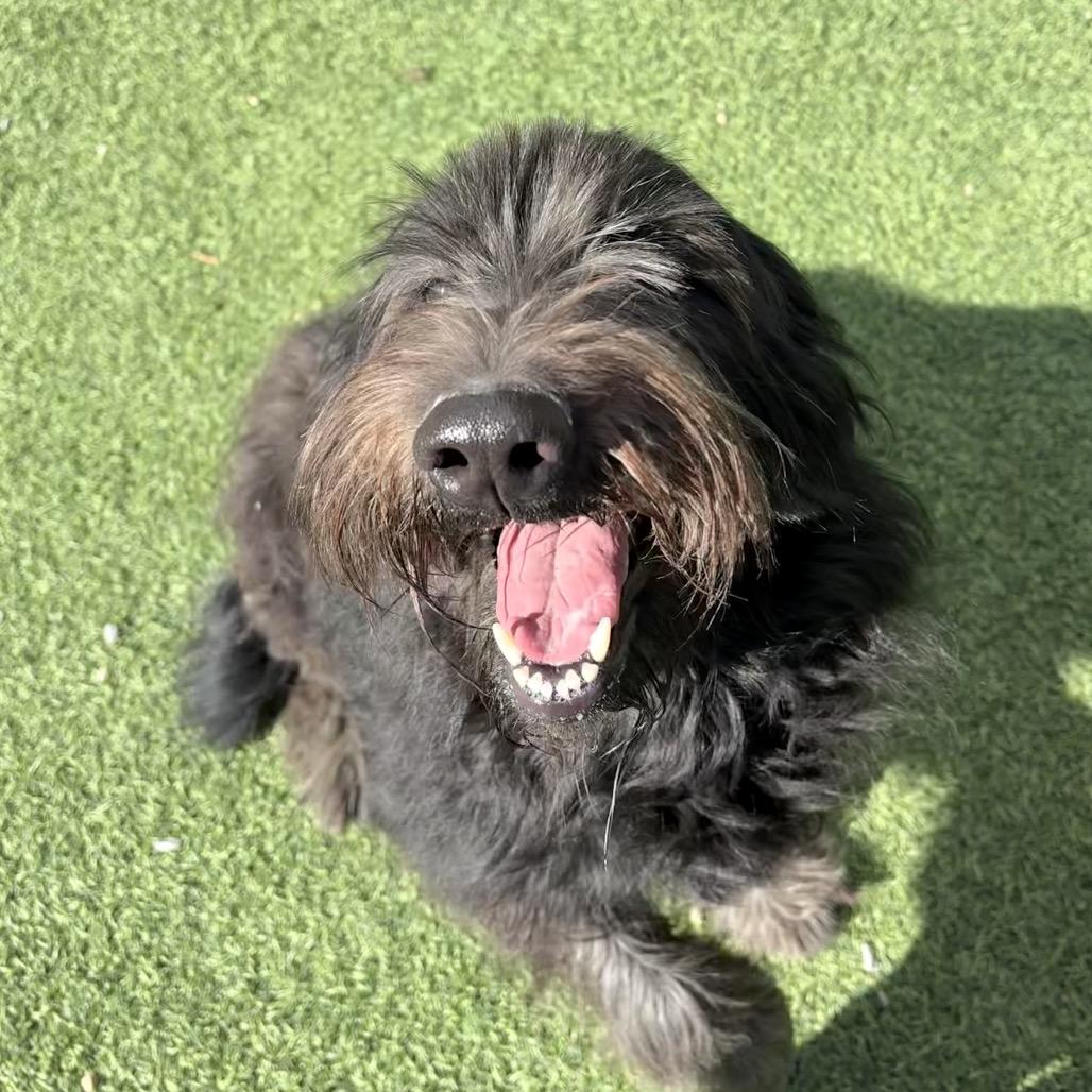 Enlarge Gracie, a Adoptable mixed breed in Batavia, OH image 2/6
