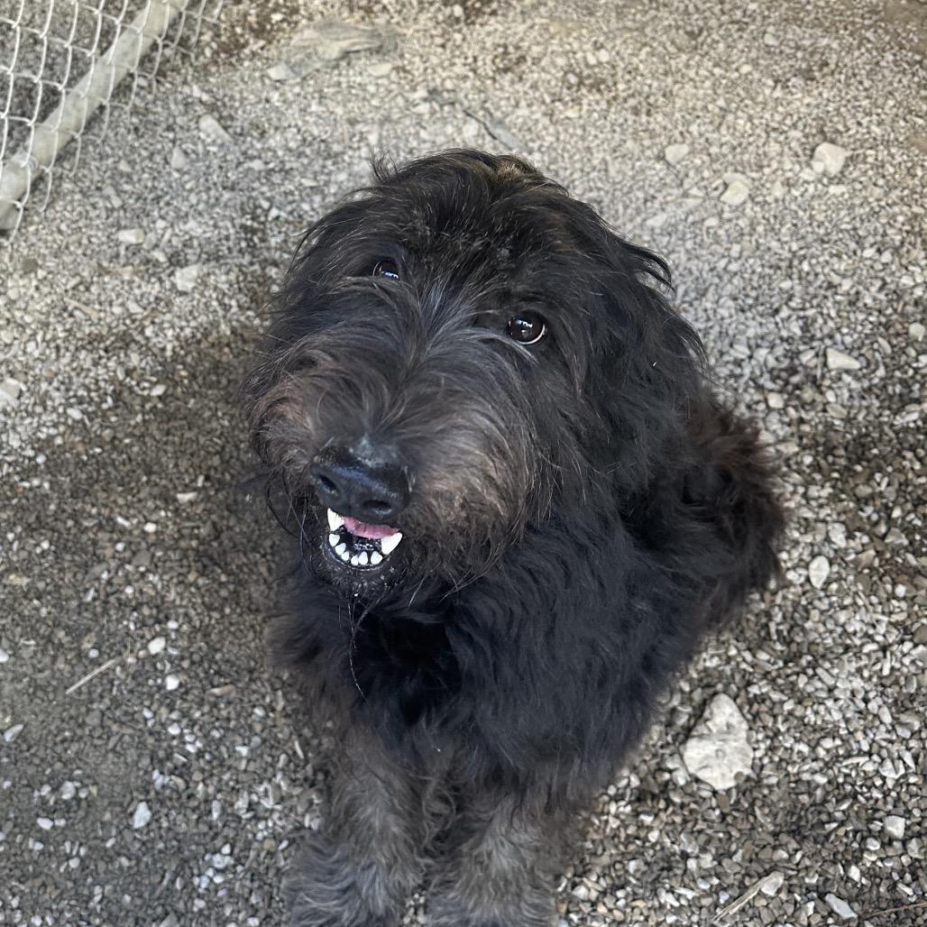 Enlarge Gracie, a Adoptable mixed breed in Batavia, OH image 3/6