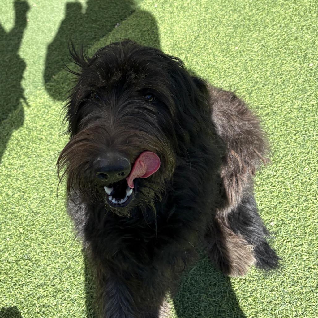 Enlarge Gracie, a Adoptable mixed breed in Batavia, OH image 5/6