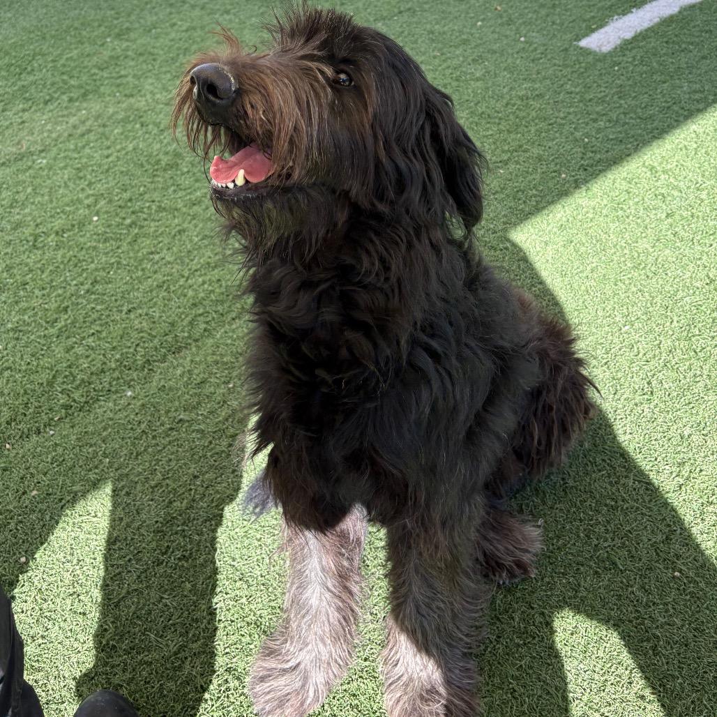 Enlarge Gracie, a Adoptable mixed breed in Batavia, OH image 6/6