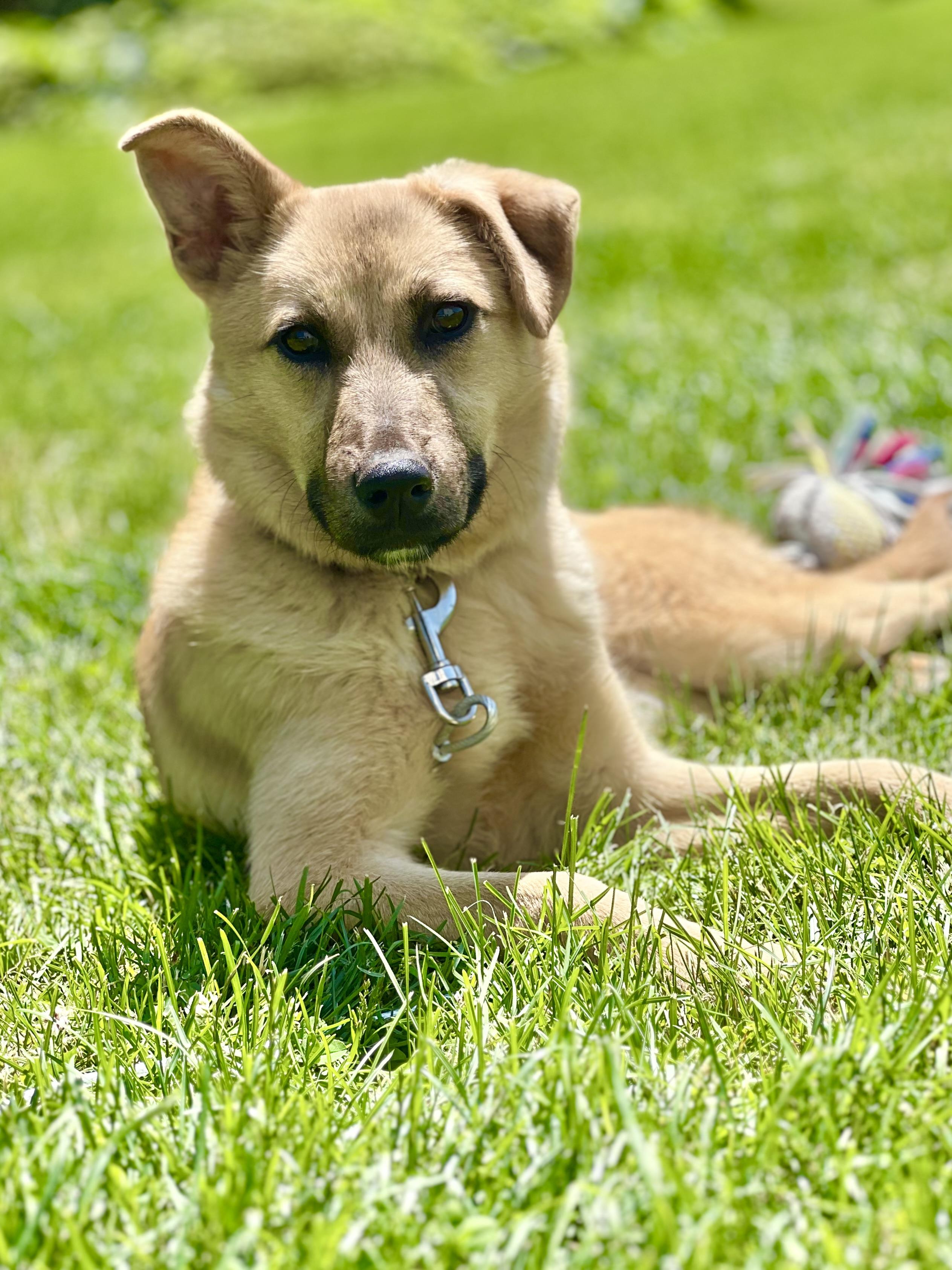 Giraffe, Baby Female Australian Cattle Dog / Blue Heeler