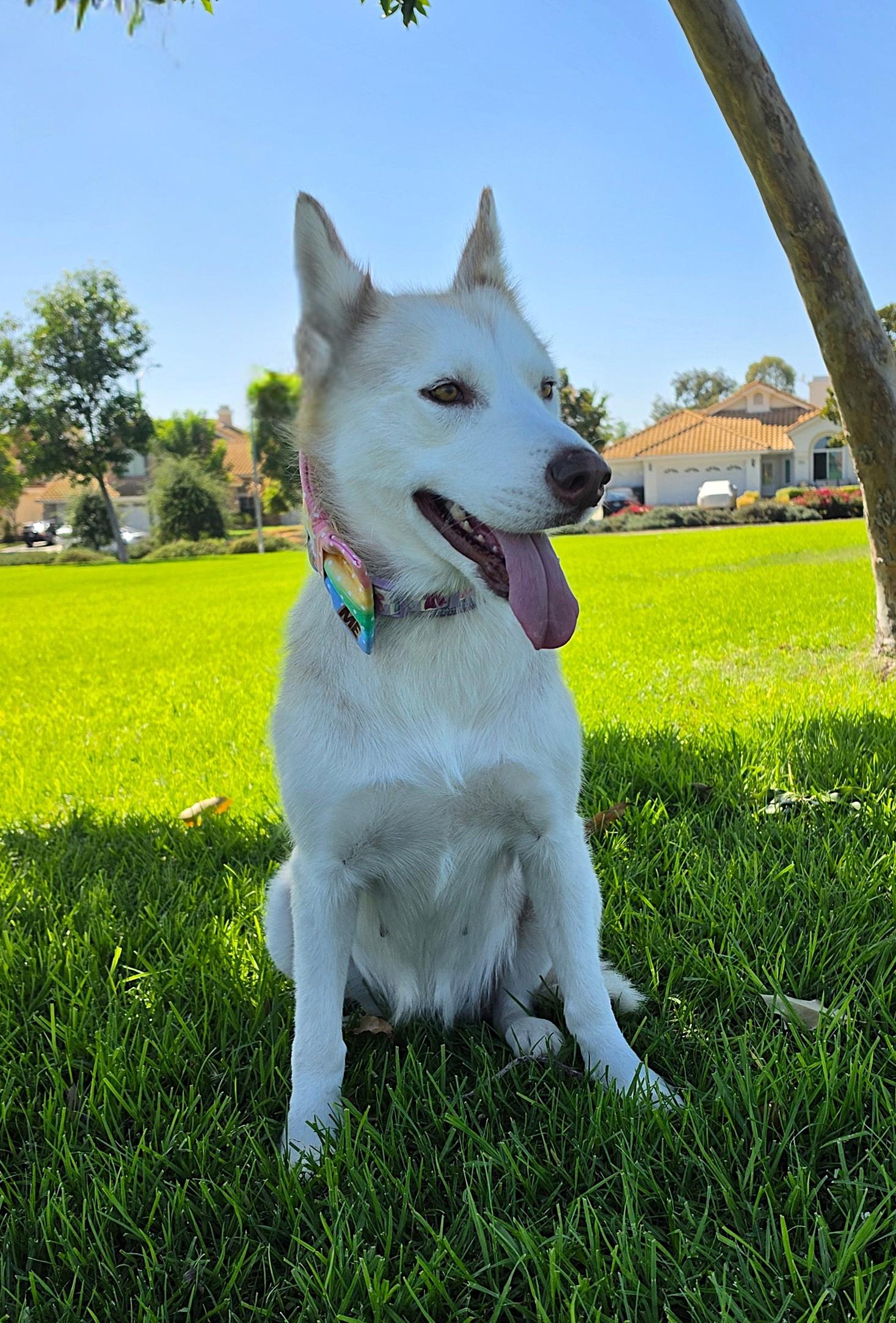 Enlarge Honey, a Adoptable Siberian Husky in Perris, CA image 3/6