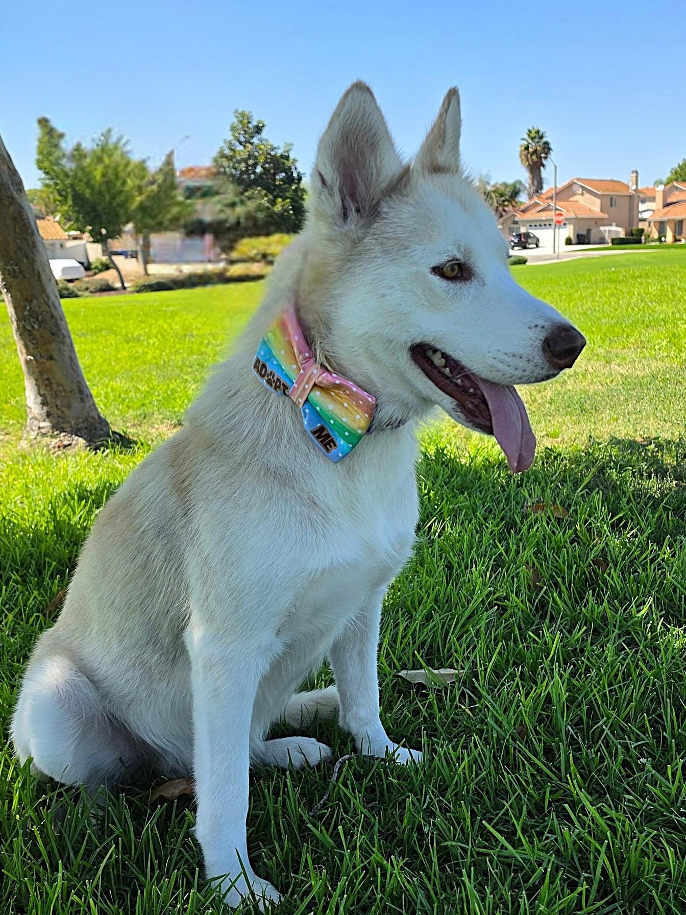 Enlarge Honey, a Adoptable Siberian Husky in Perris, CA image 4/6