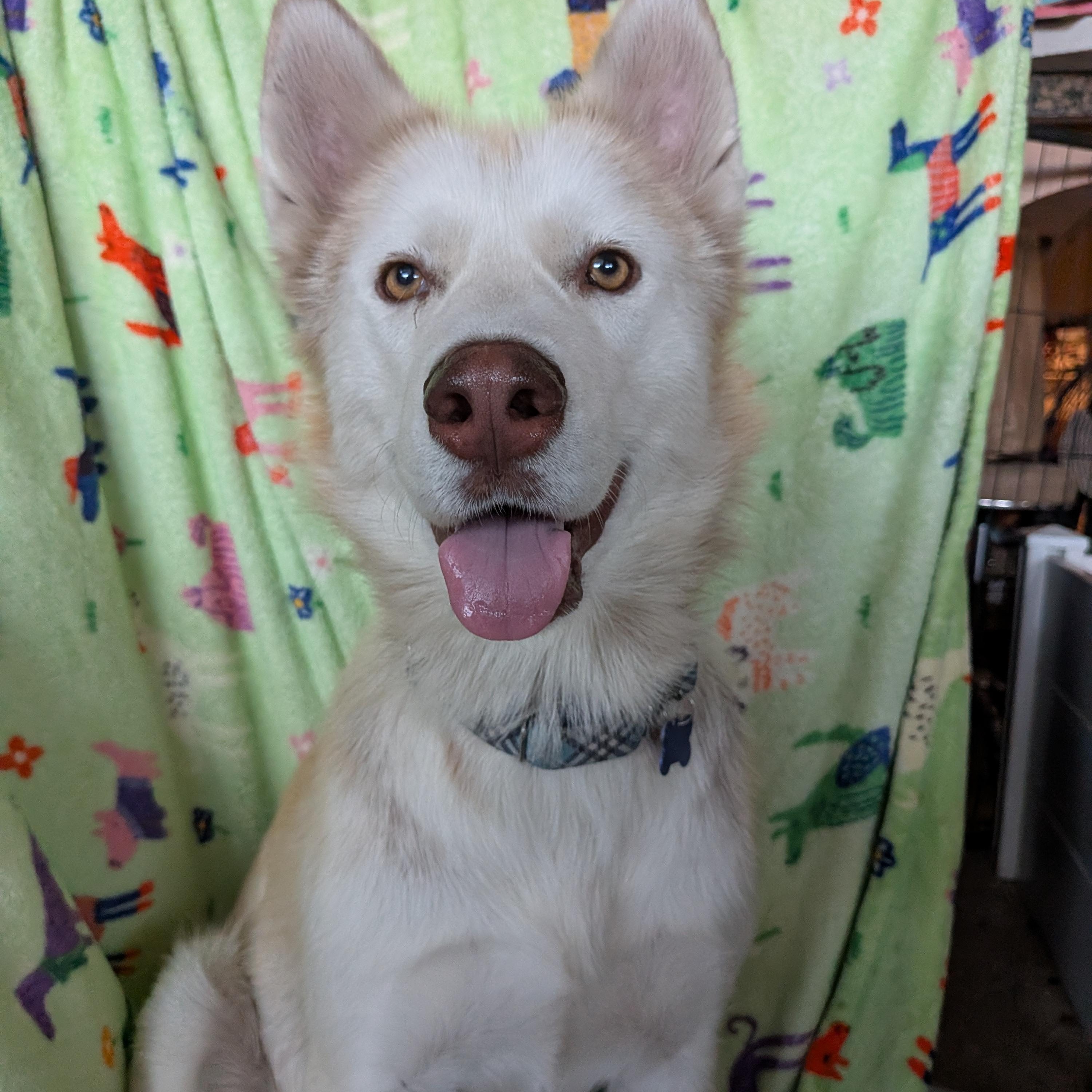 Enlarge Honey, a Adoptable Siberian Husky in Perris, CA image 6/6