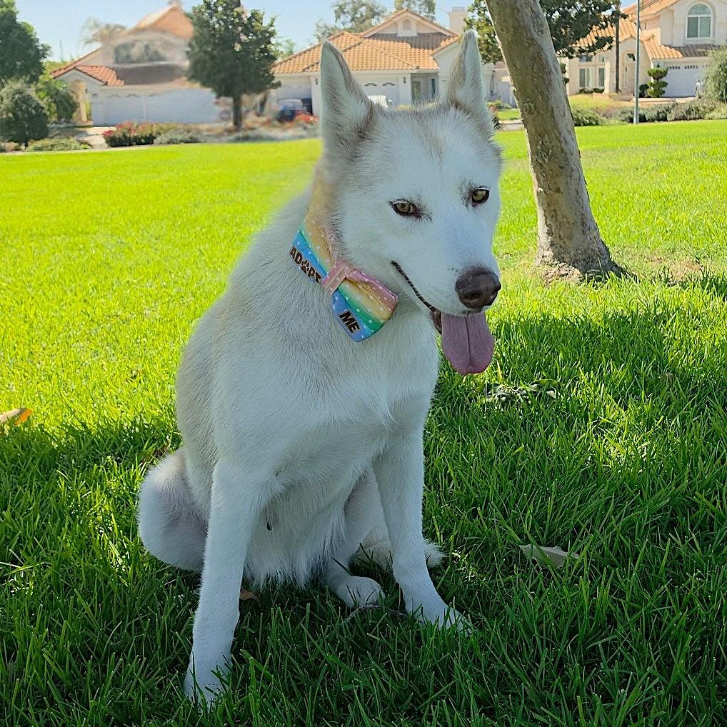Enlarge Honey, a Adoptable Siberian Husky in Perris, CA image 1/6