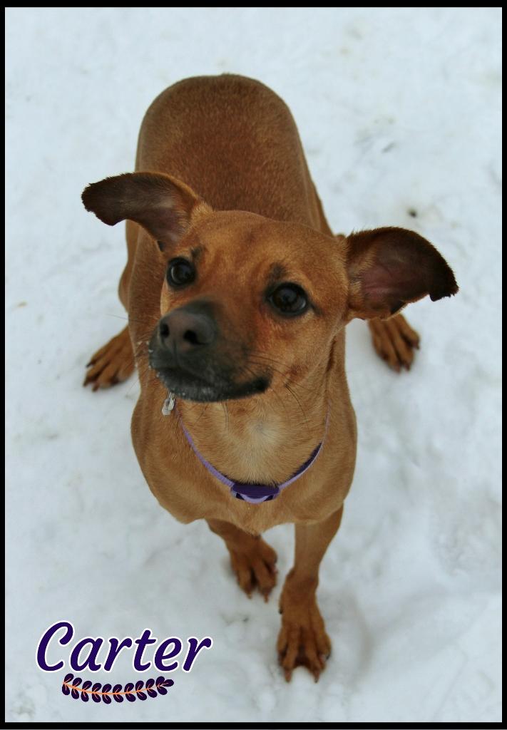Enlarge Carter, a ADOPTABLE mixed breed in Shippenville, PA image 4/6