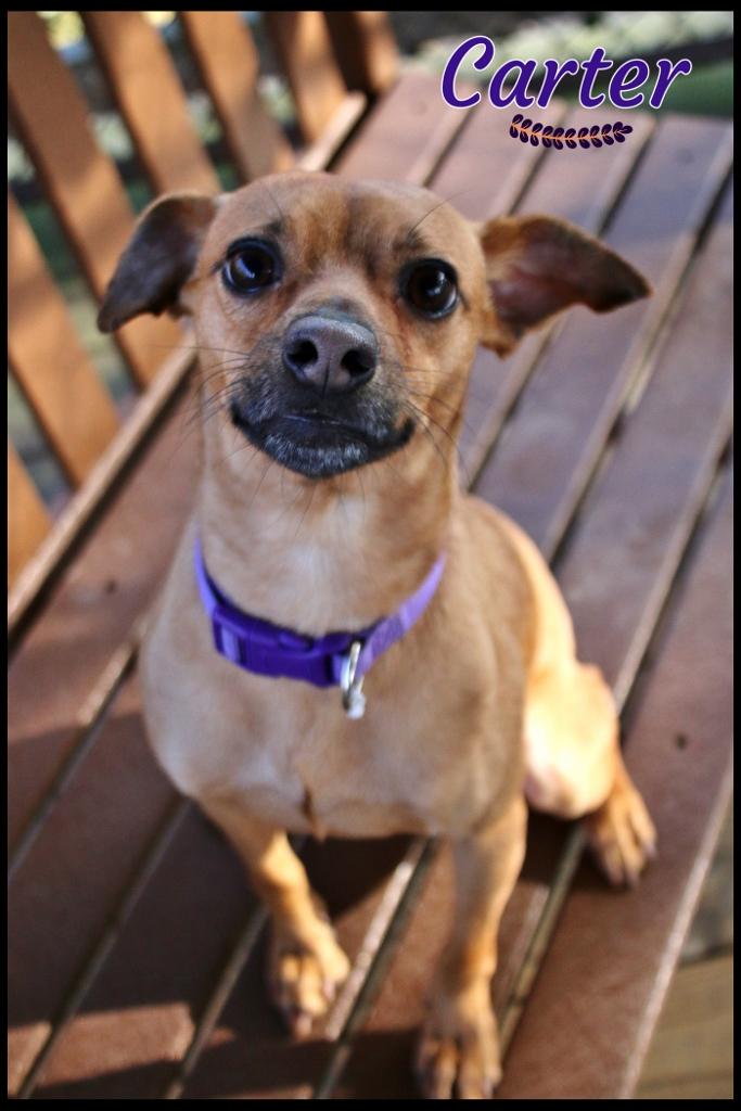 Carter, ADOPTABLE, Young Male Chihuahua.