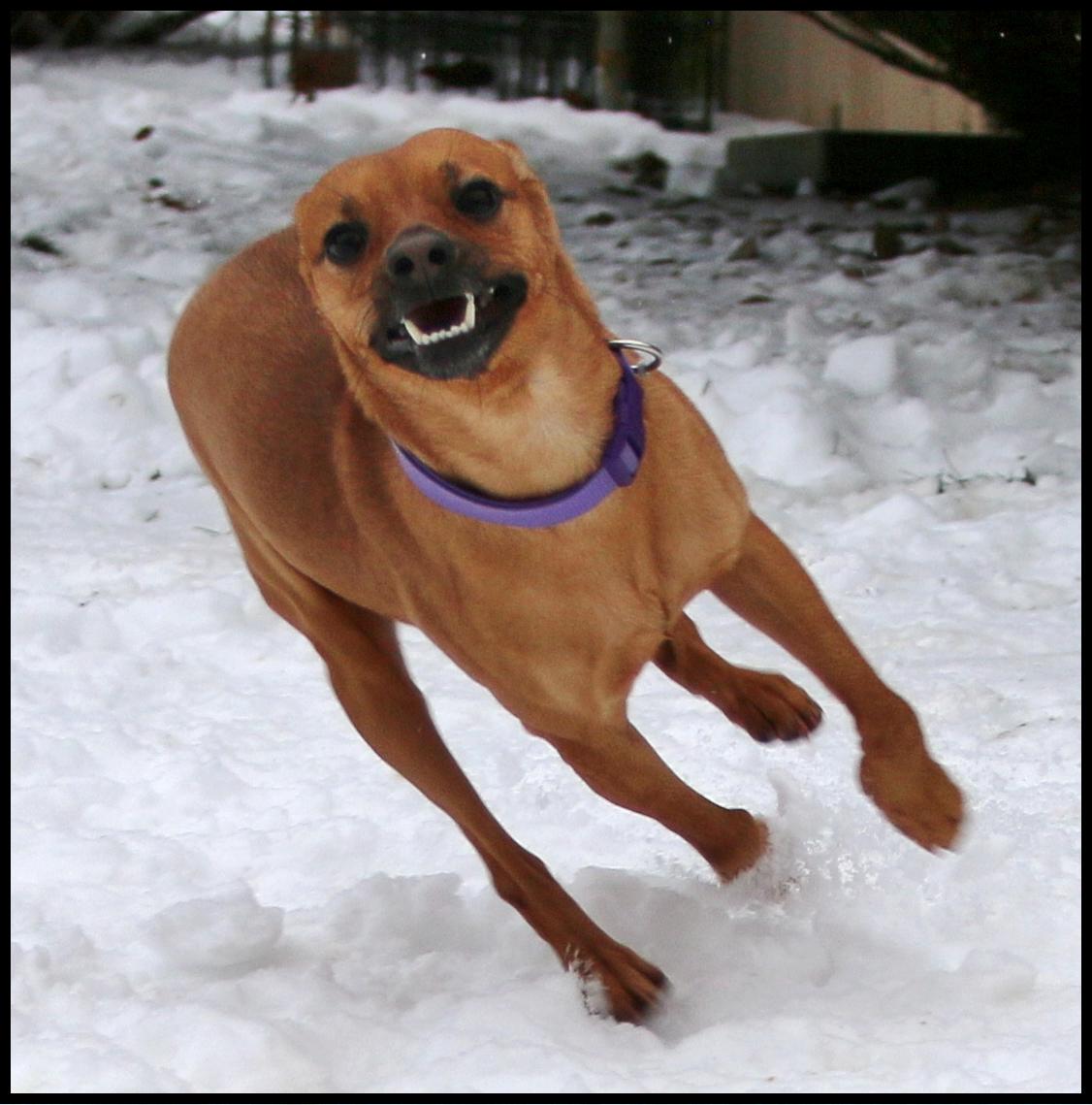 Enlarge Carter, a ADOPTABLE mixed breed in Shippenville, PA image 5/6