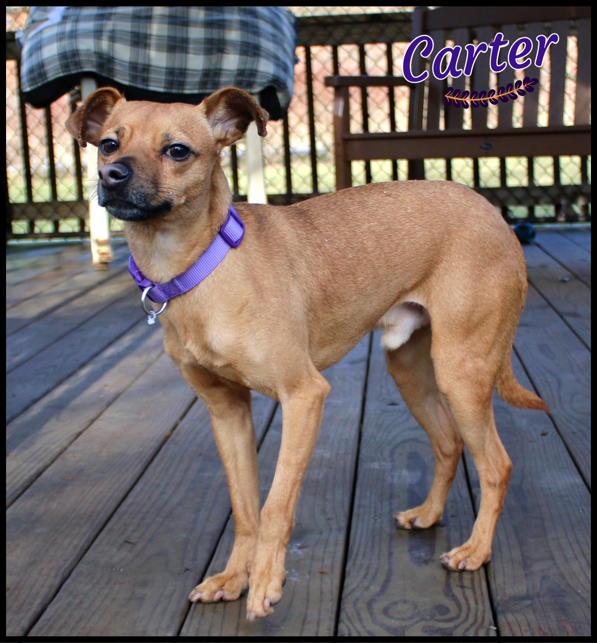 Enlarge Carter, a ADOPTABLE mixed breed in Shippenville, PA image 2/6