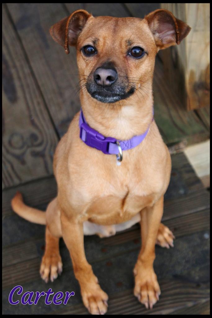Enlarge Carter, a ADOPTABLE mixed breed in Shippenville, PA image 6/6