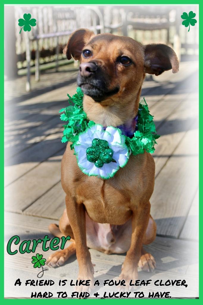 Carter, a ADOPTABLE mixed breed in Shippenville, PA image 5/6