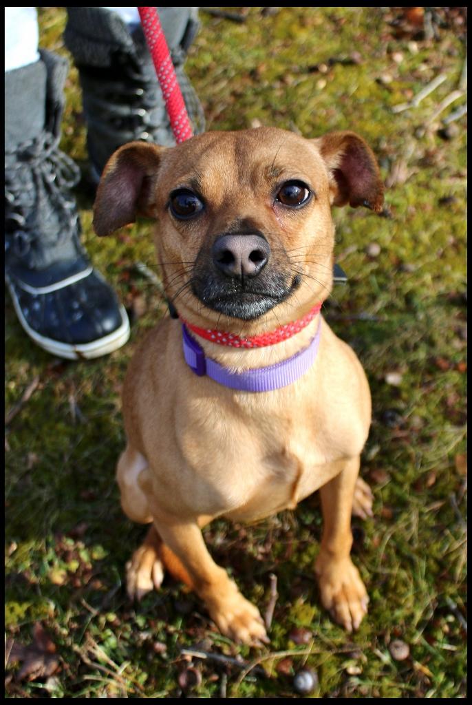 Enlarge Carter, a ADOPTABLE mixed breed in Shippenville, PA image 3/6