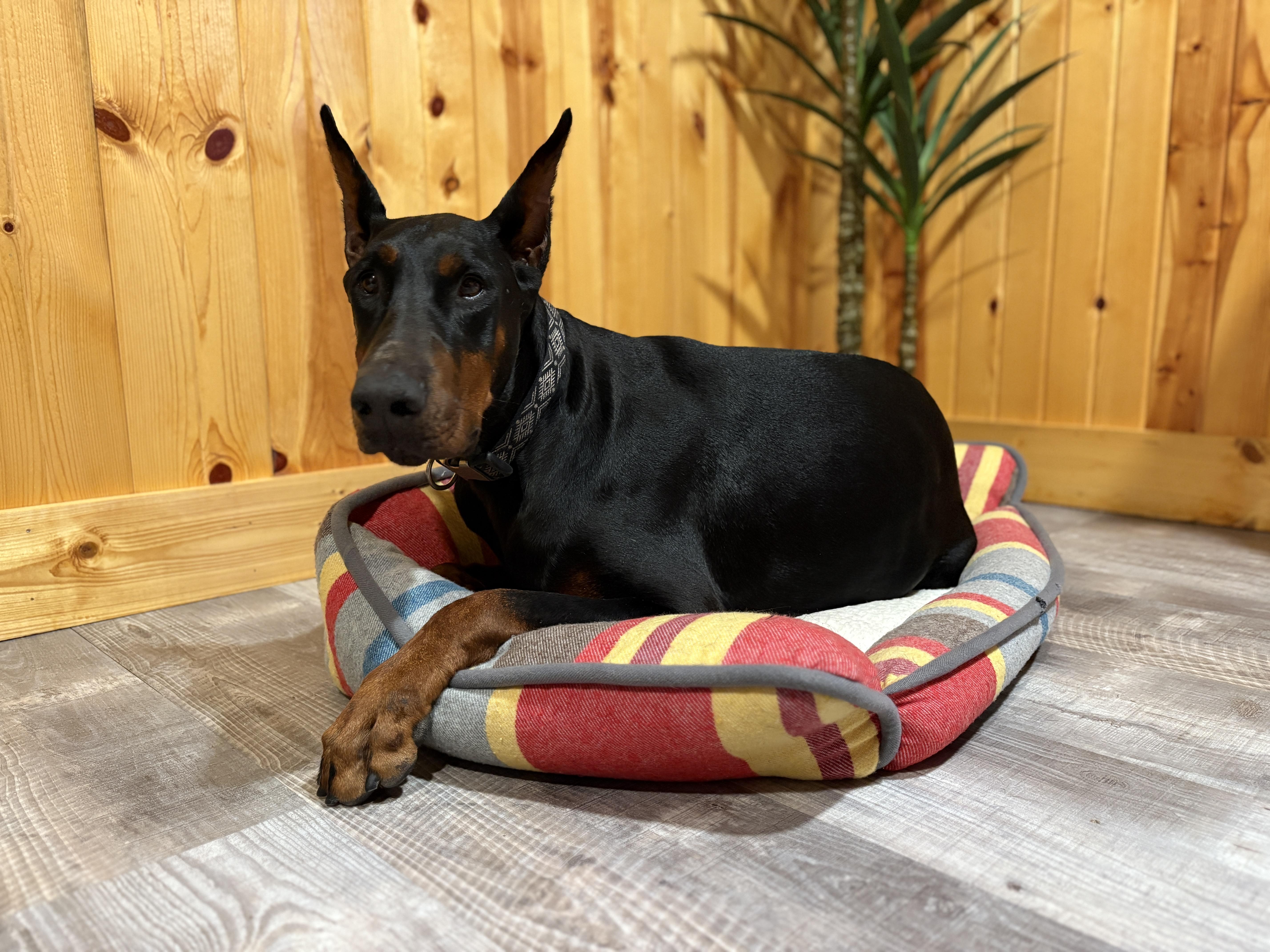 Shadow, Adopted, Adult Female Doberman Pinscher.