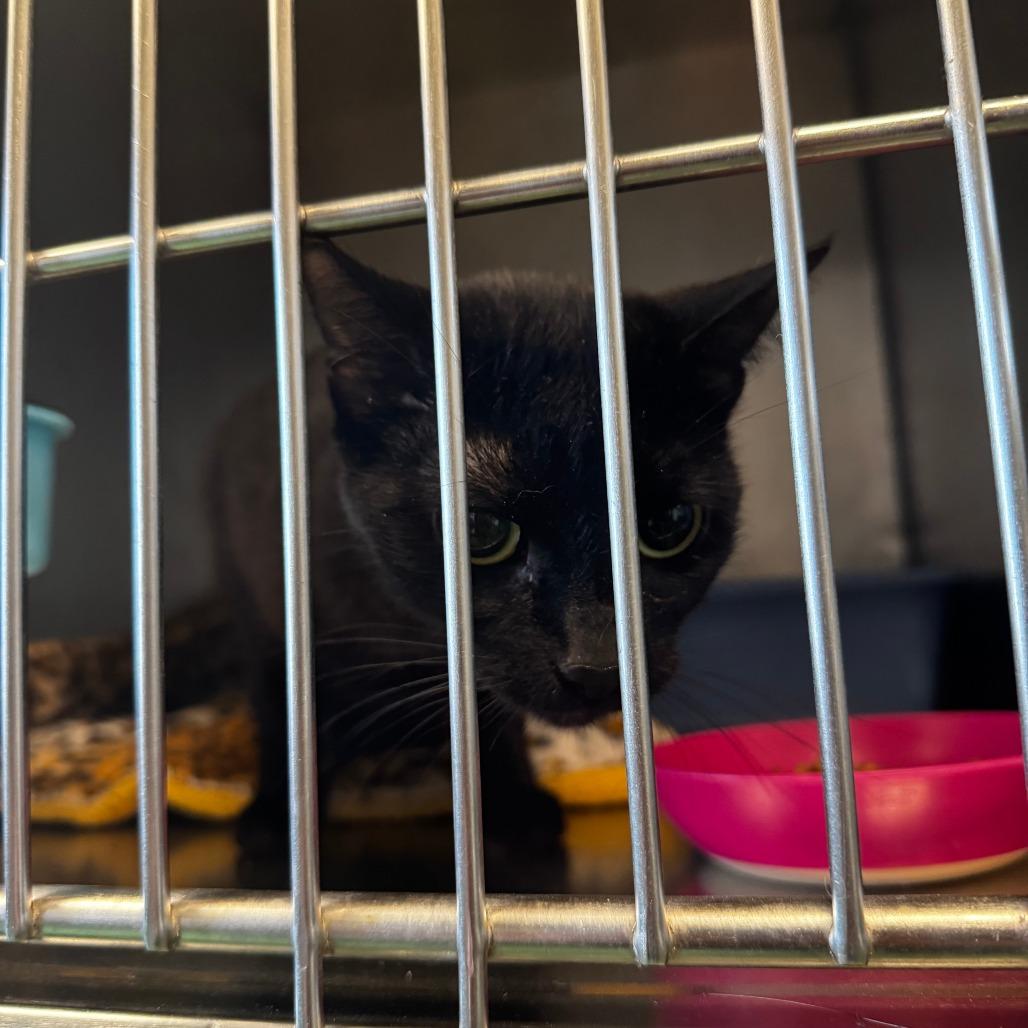 Coachella, Adoptable, Young Female Domestic Short Hair.