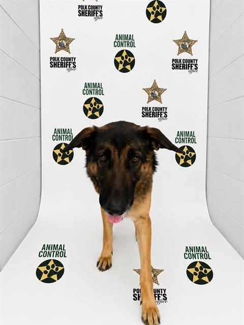 Enlarge WILLA, a Adoptable mixed breed in Winter Haven, FL image 1/1