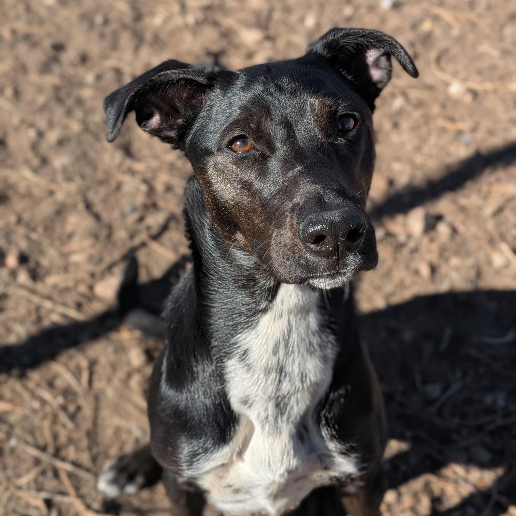 Wendy - In Foster!, Adoptable, Young Female Labrador Retriever & Mixed Breed.