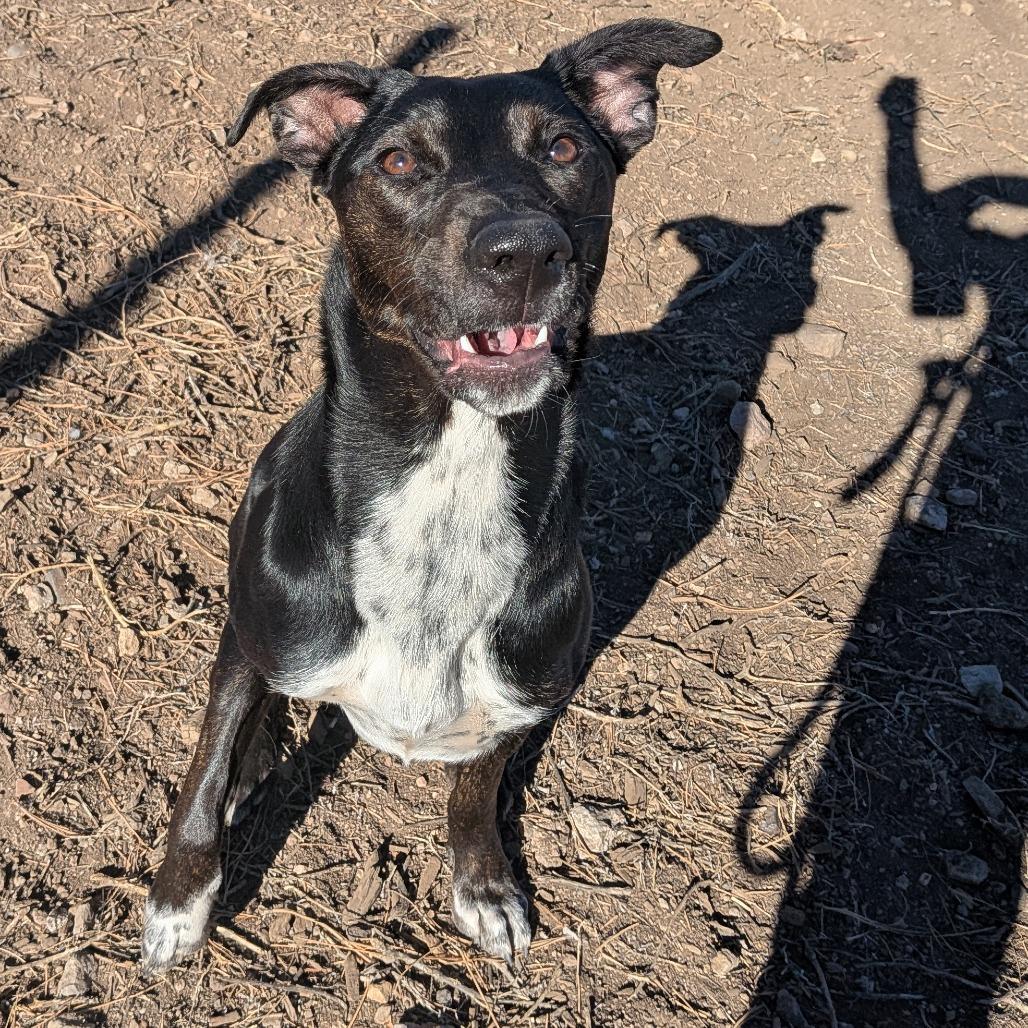 Enlarge Wendy - In Foster!, a Adoptable mixed breed in Flagstaff, AZ image 2/4