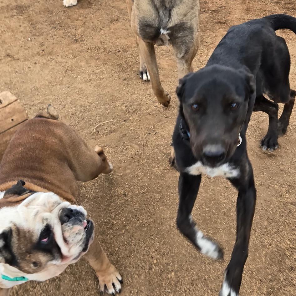 Enlarge Wendy, a Adoptable mixed breed in Flagstaff, AZ image 3/6