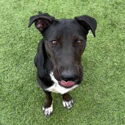 Enlarge Wendy - In Foster!, a Adoptable mixed breed in Flagstaff, AZ image 3/4