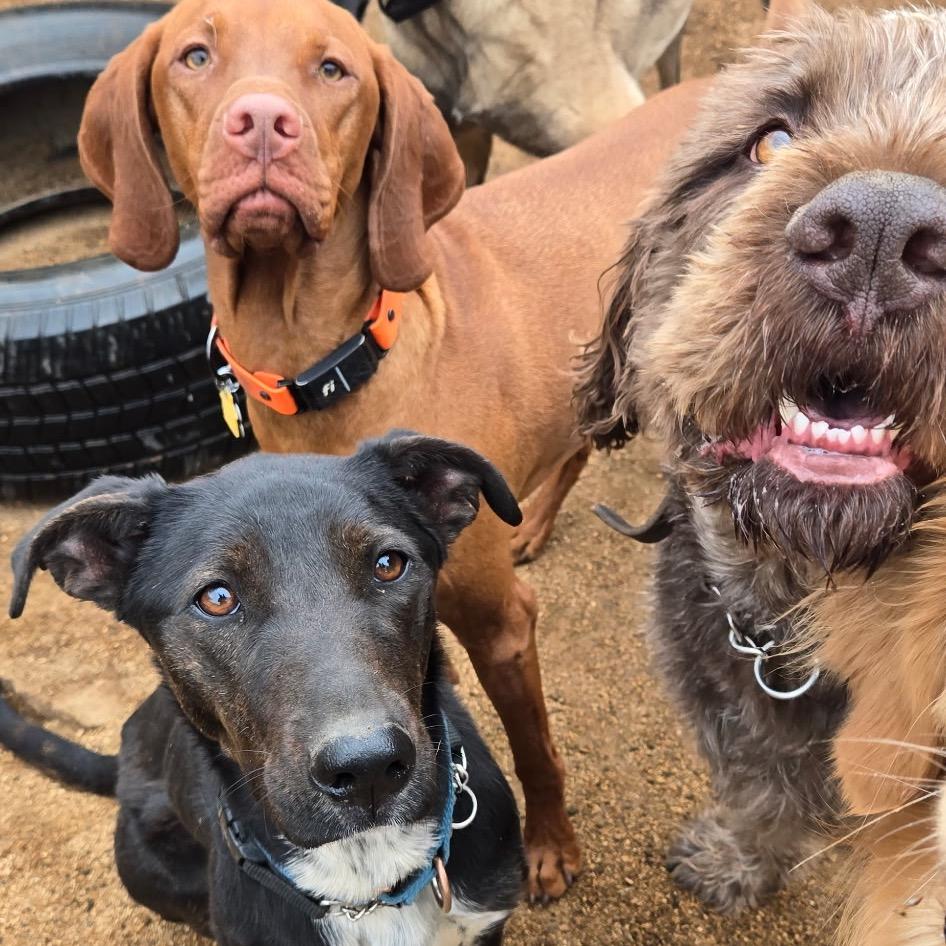 Enlarge Wendy, a Adoptable mixed breed in Flagstaff, AZ image 5/6