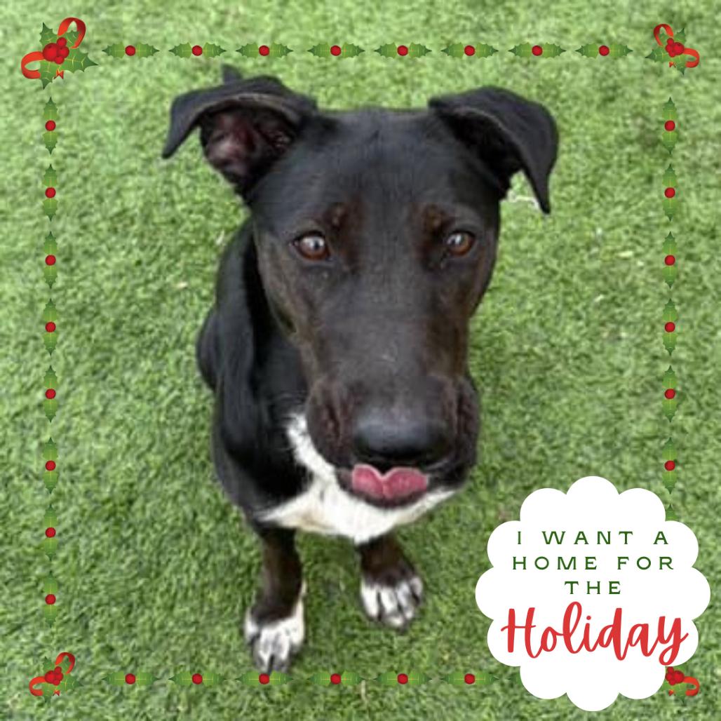 Enlarge Wendy - In Foster!, a Adoptable mixed breed in Flagstaff, AZ image 4/4