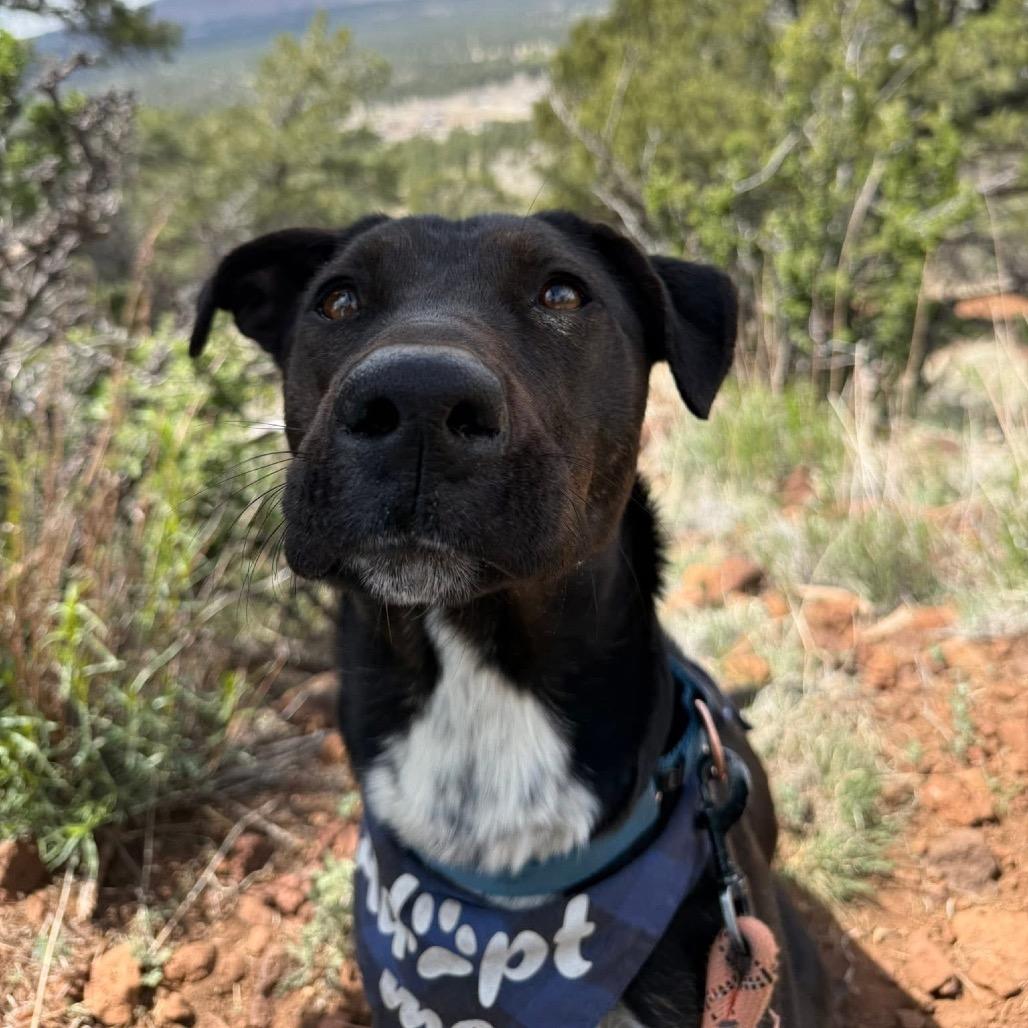 Enlarge Wendy, a Adoptable mixed breed in Flagstaff, AZ image 6/6