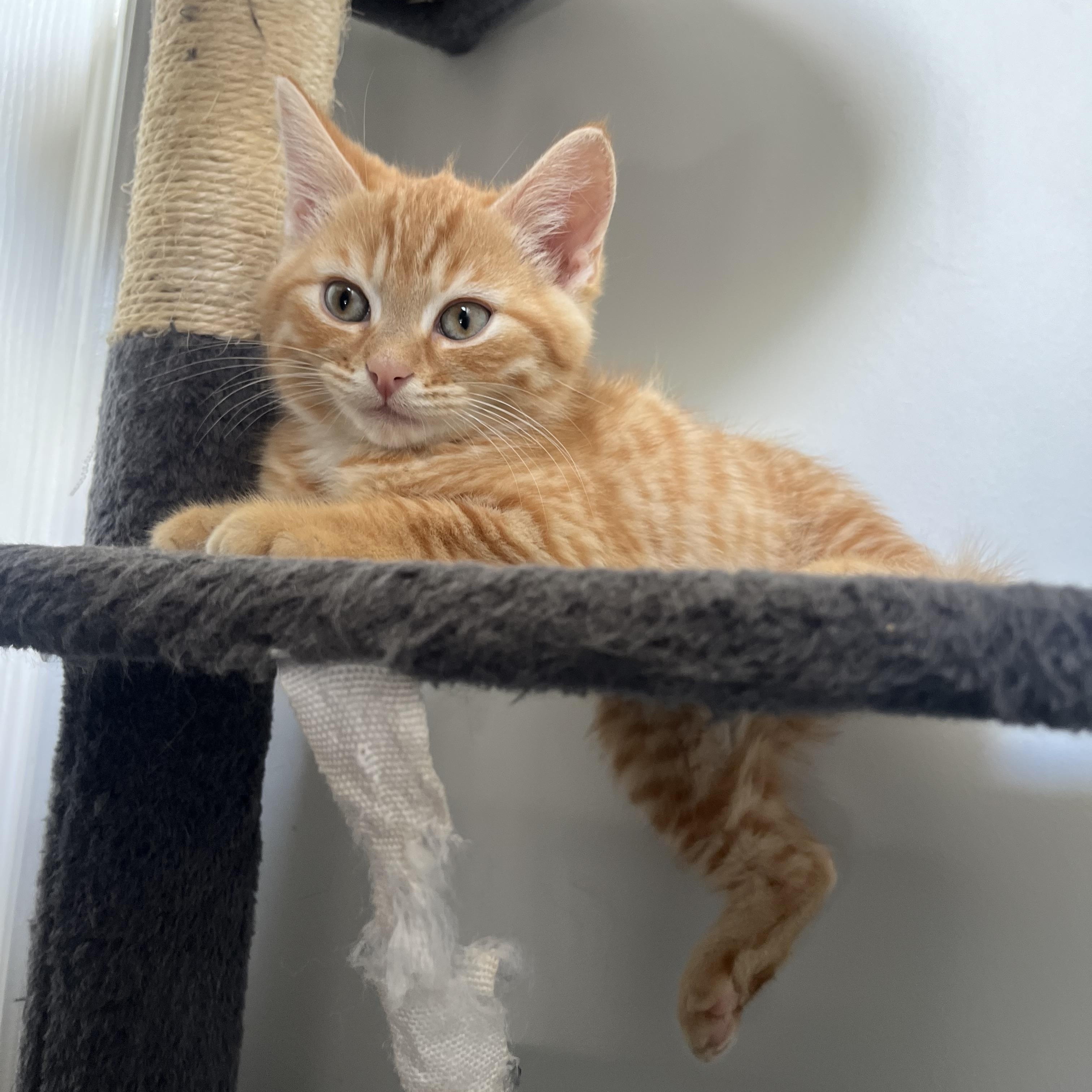 Sherbet, an adopted Domestic Short Hair in Hamilton, ON image 2/5