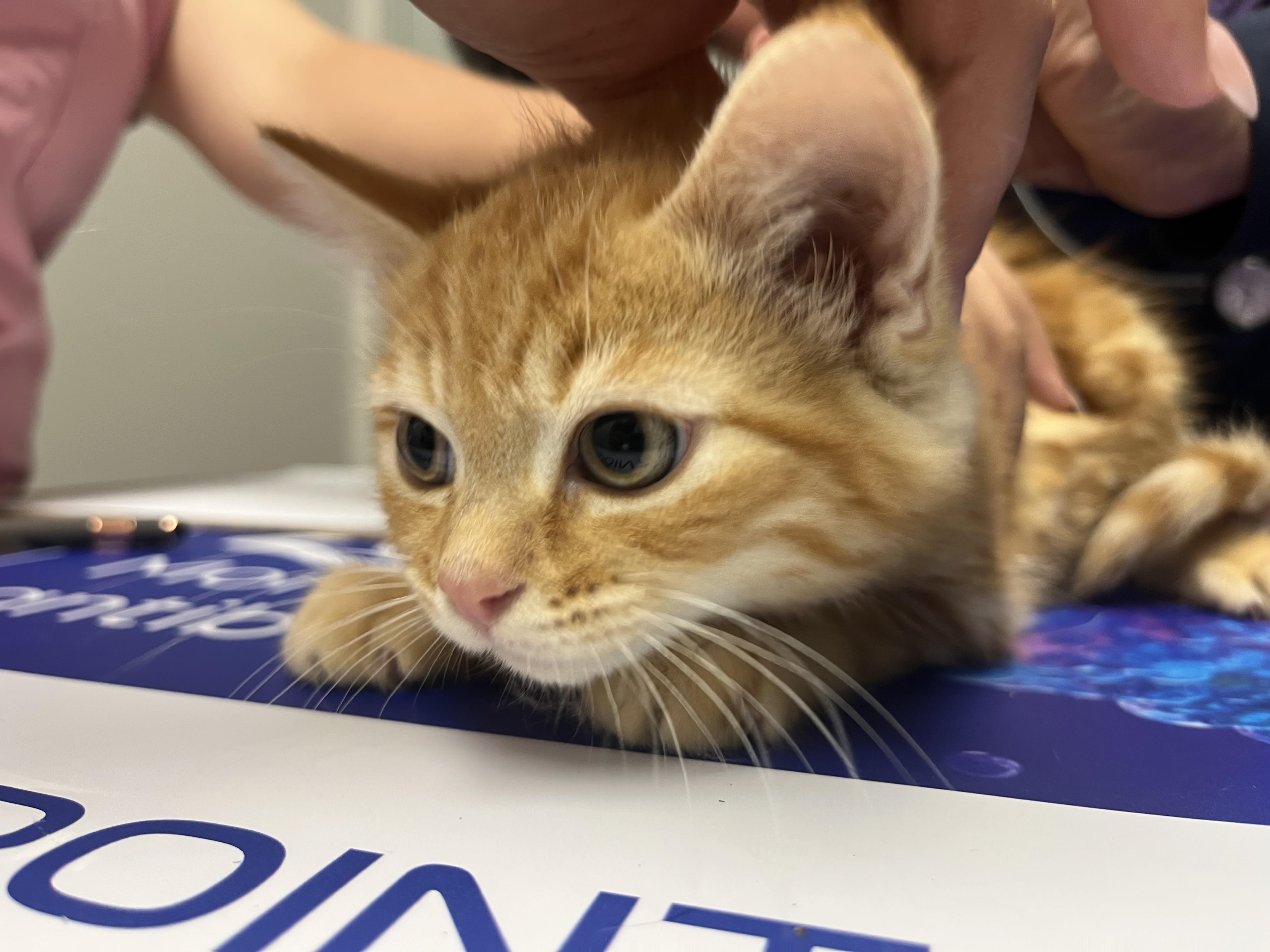 Sherbet, an adopted Domestic Short Hair in Hamilton, ON image 4/5