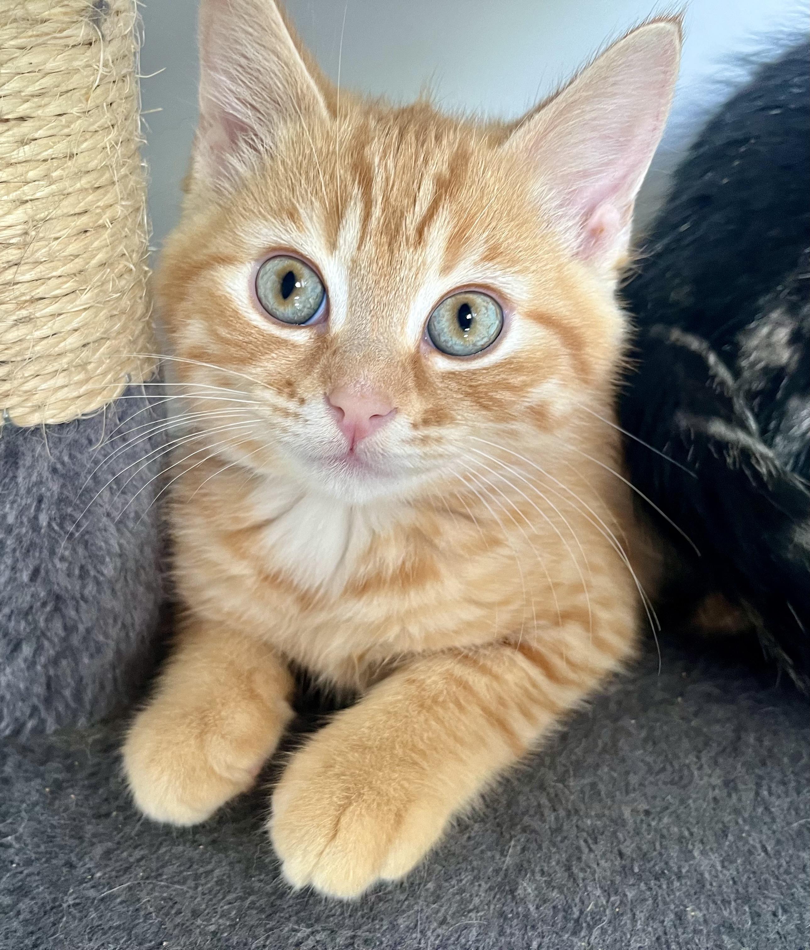 Sherbet, adopted, Kitten Male Domestic Short Hair.