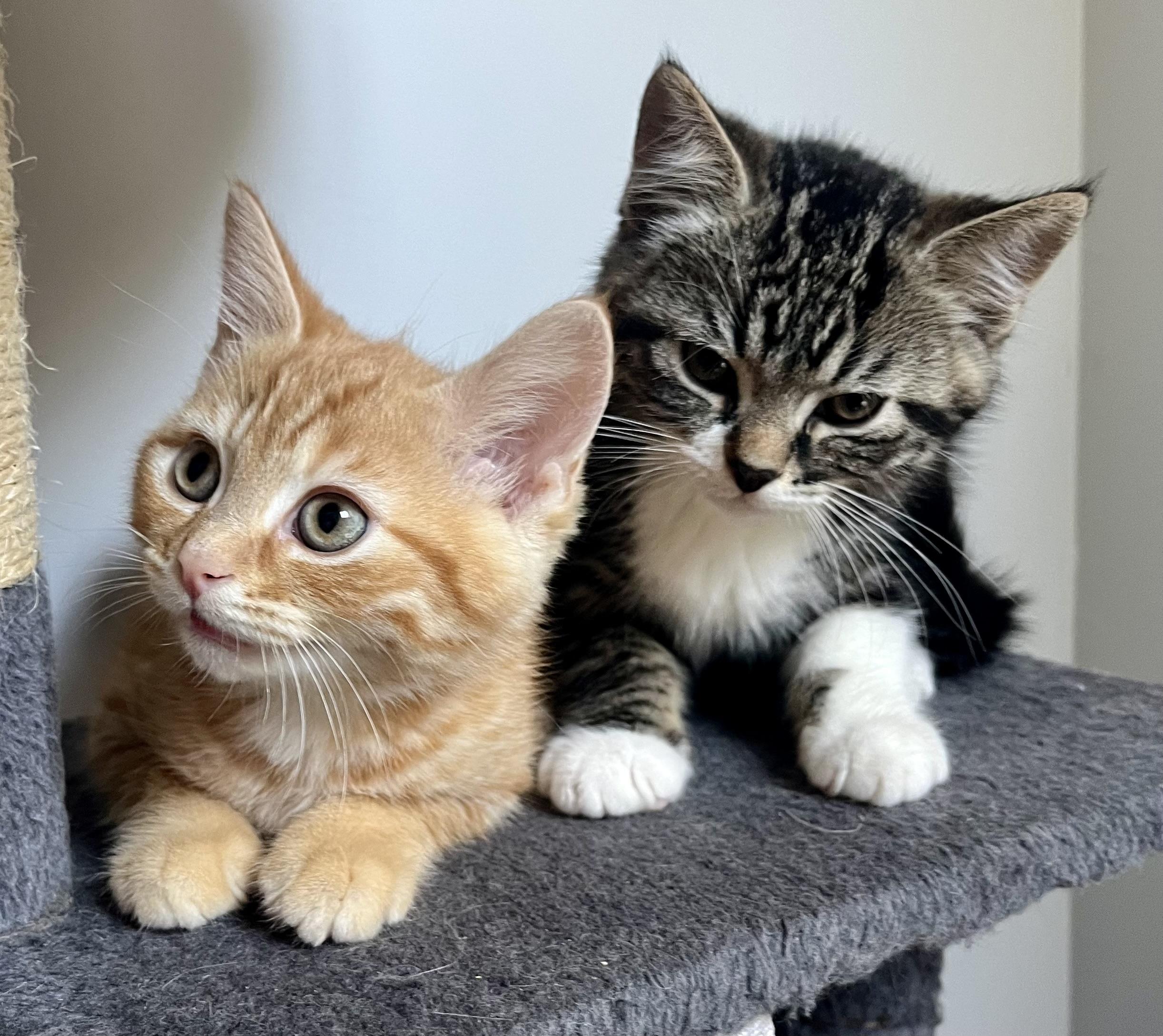 Sherbet, an adopted Domestic Short Hair in Hamilton, ON image 5/5