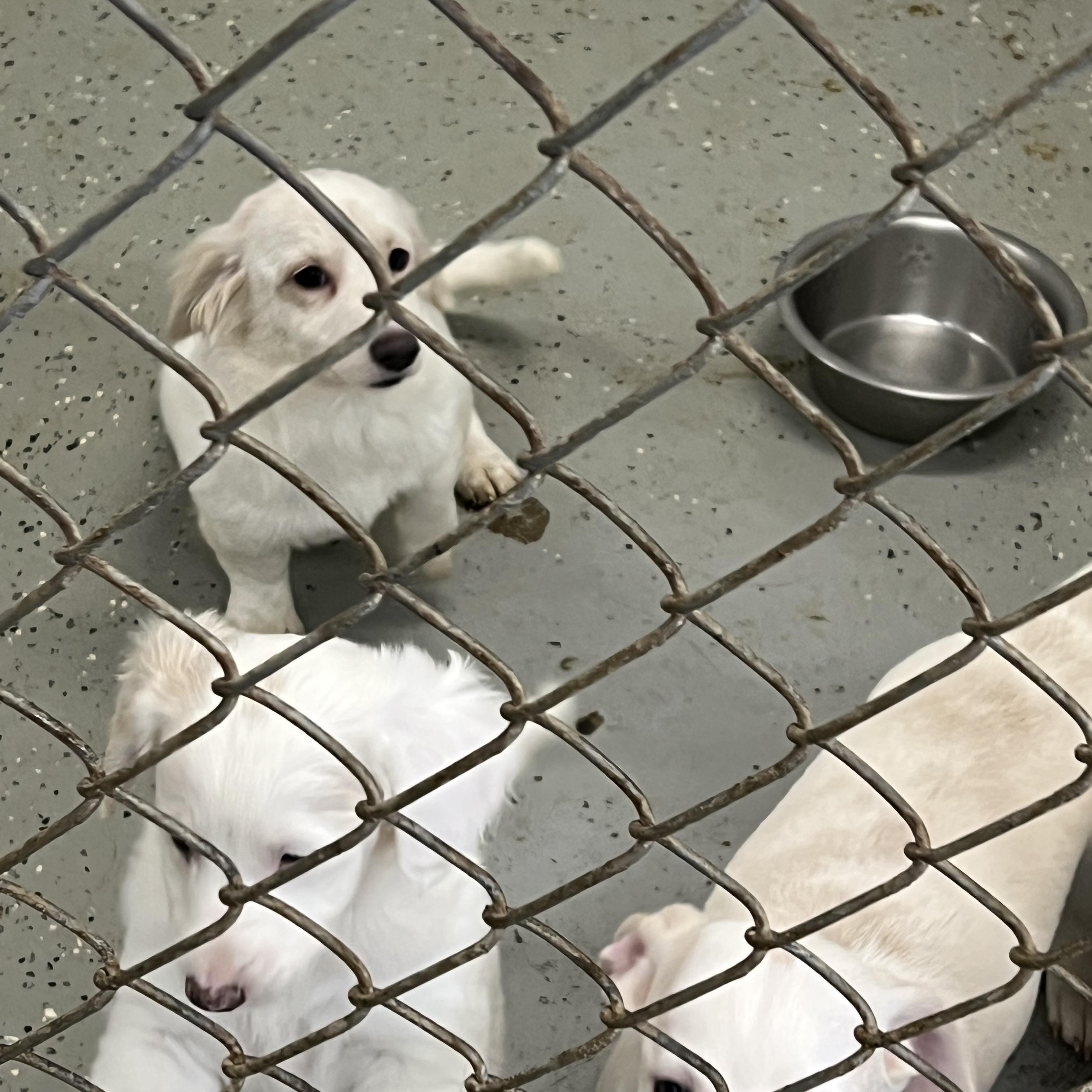 Enlarge Puppies 1-2-3 - 4, a ADOPTABLE mixed breed in Elkton, MI image 5/6