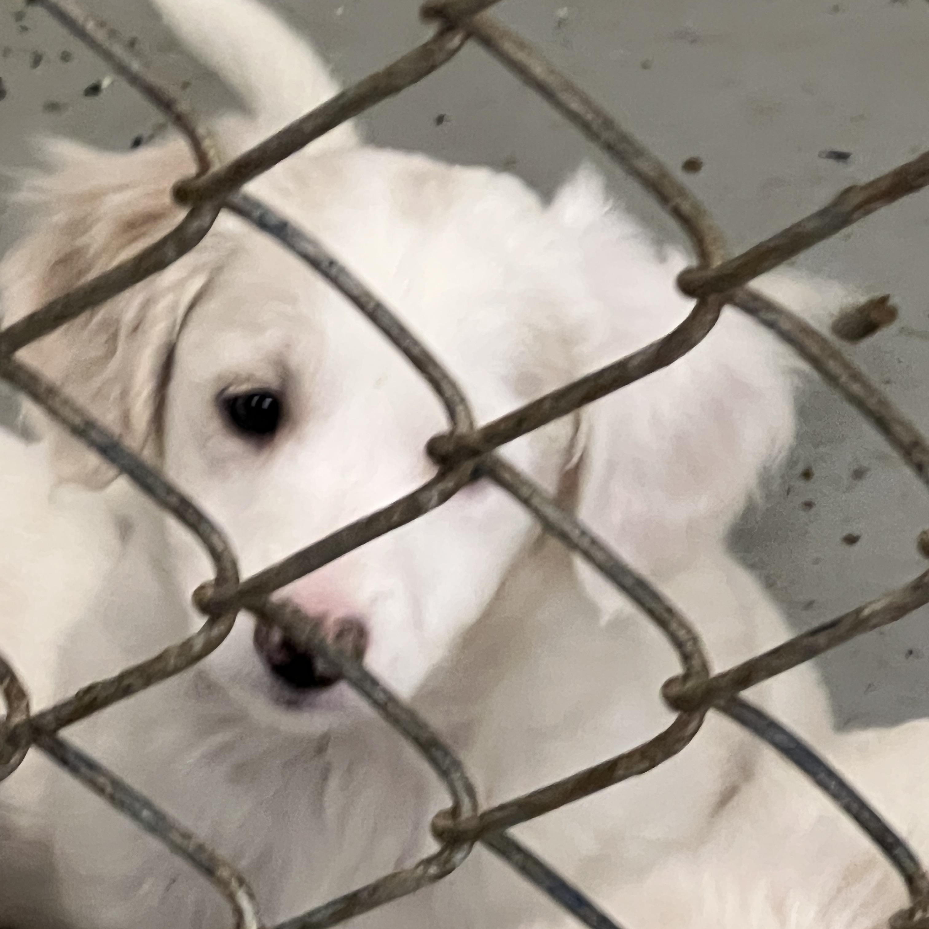 Enlarge Puppies 1-2-3 - 4, a ADOPTABLE mixed breed in Elkton, MI image 4/6