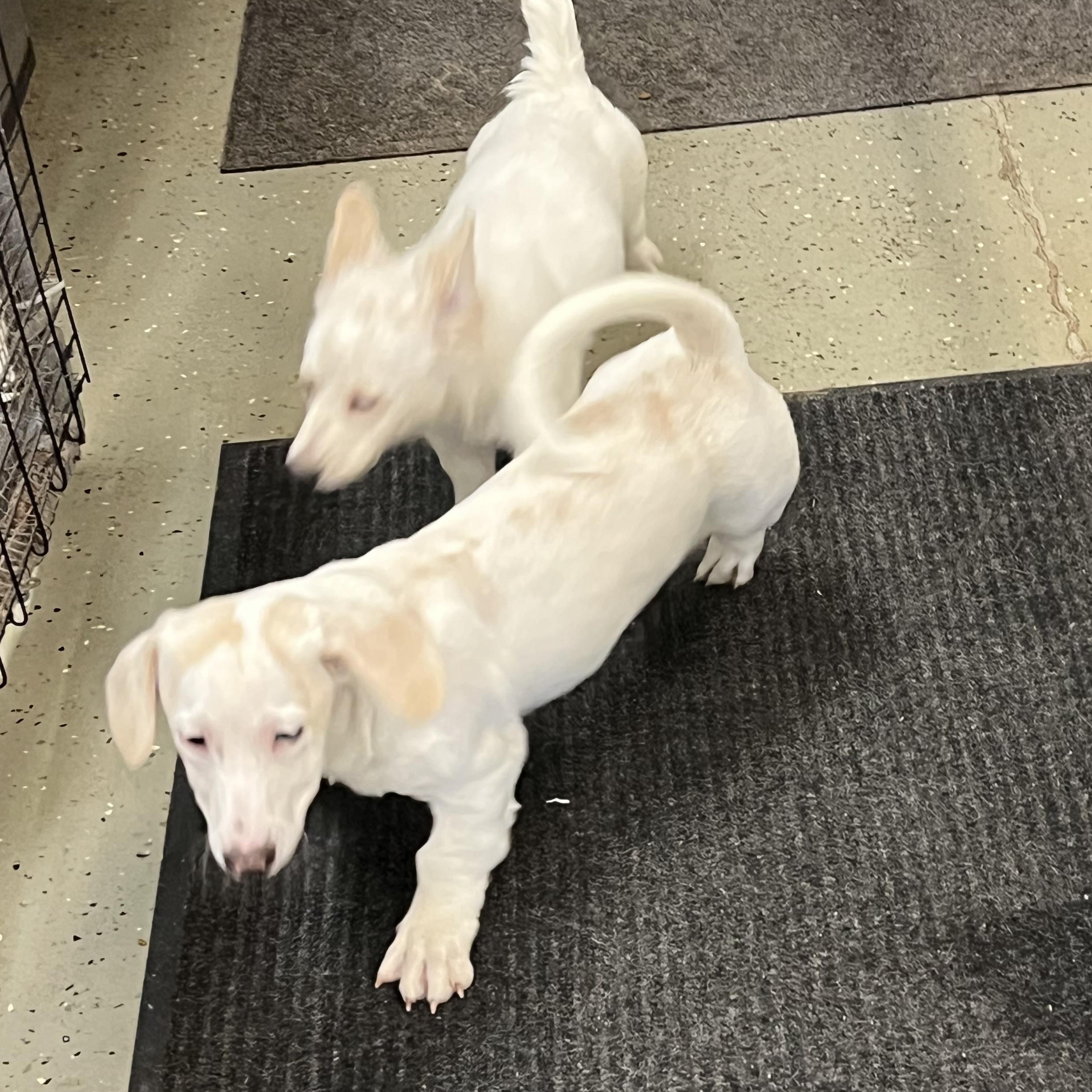 Enlarge Puppies 1-2-3 - 4, a ADOPTABLE mixed breed in Elkton, MI image 2/6