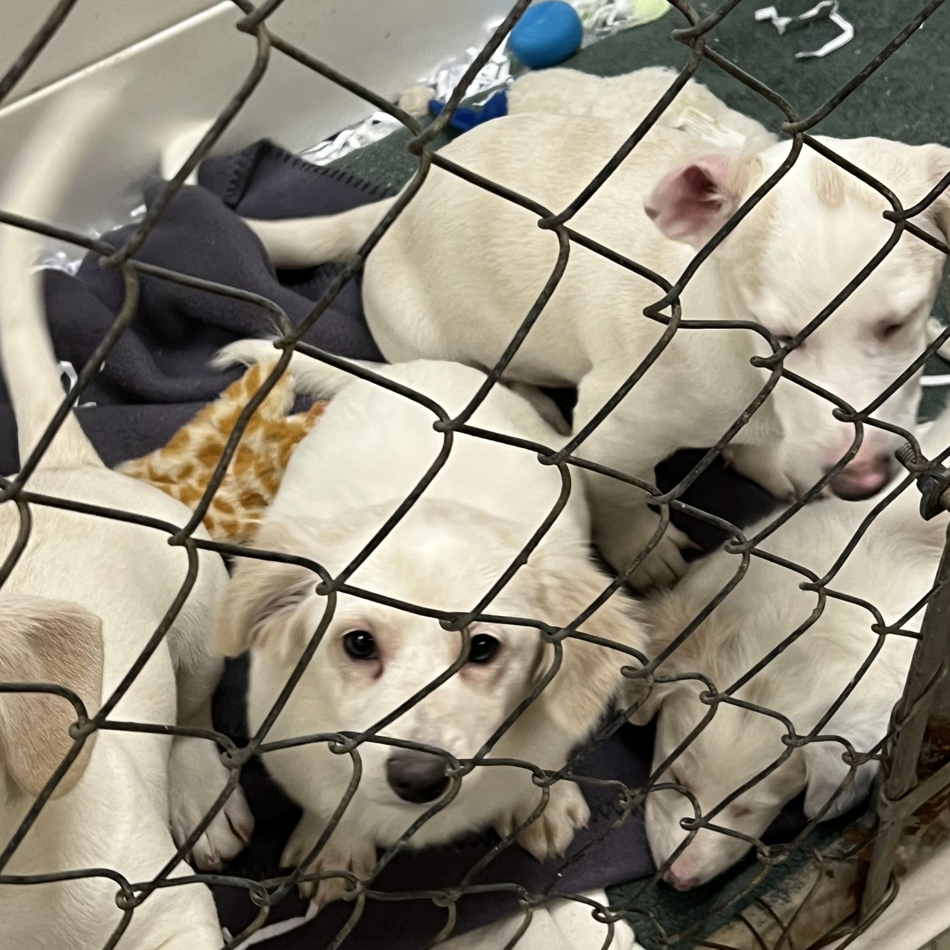 Puppies 1-2-3 - 4, ADOPTABLE, Young Female Dachshund.