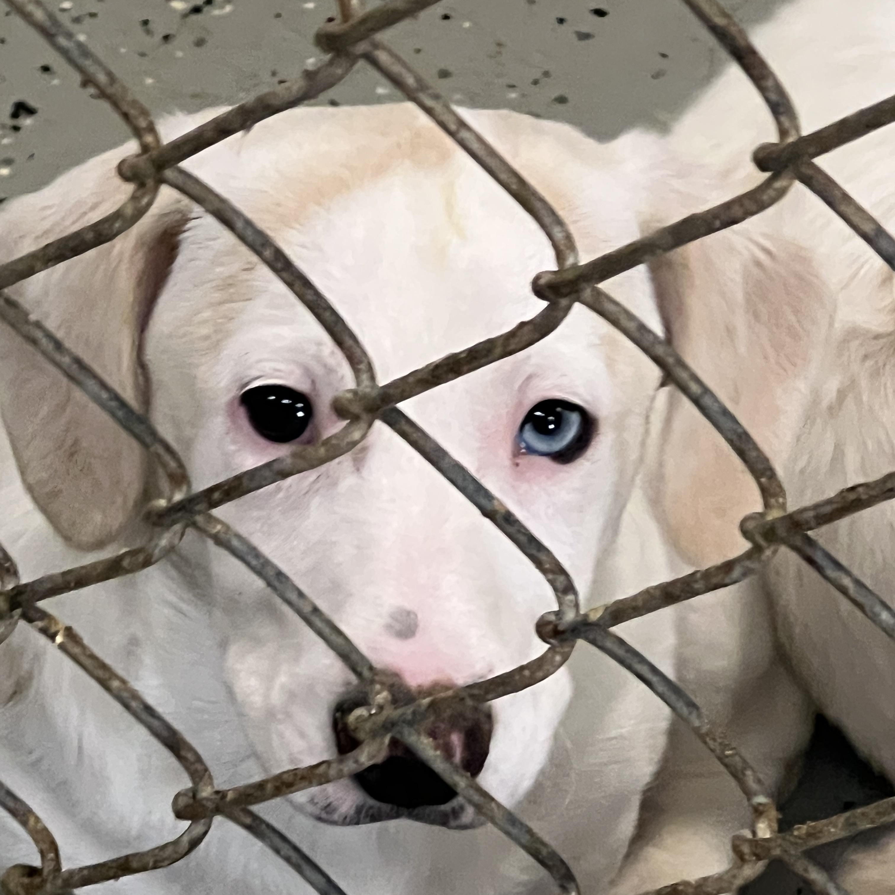 Enlarge Puppies 1-2-3 - 4, a ADOPTABLE mixed breed in Elkton, MI image 3/6