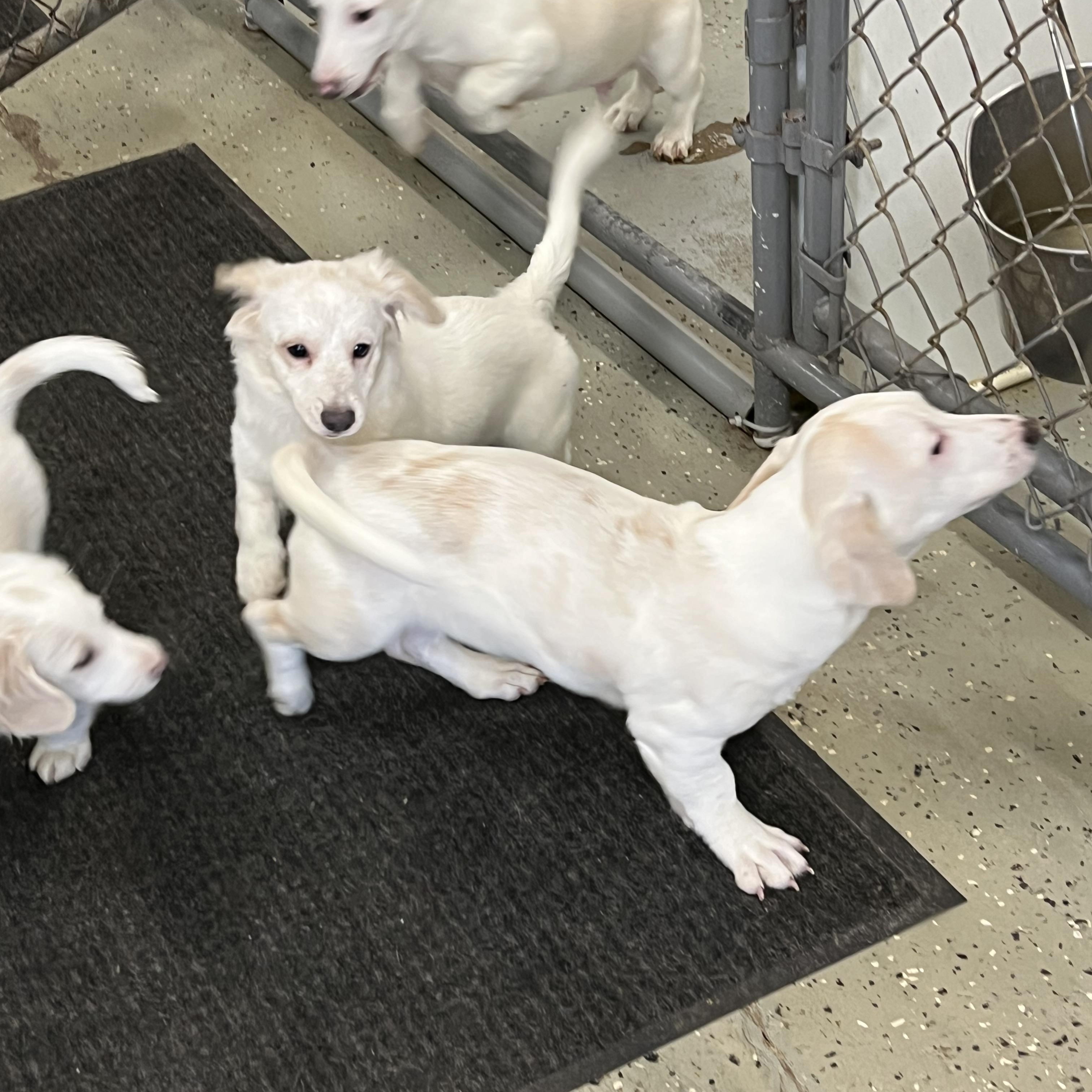 Enlarge Puppies 1-2-3 - 4, a ADOPTABLE mixed breed in Elkton, MI image 6/6