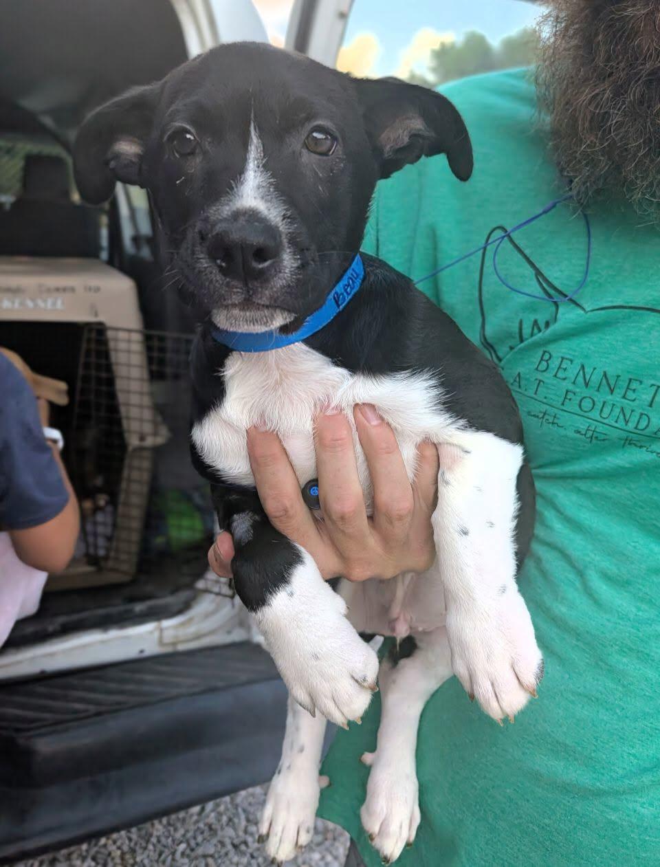 Beau, Adoptable, Puppy Male German Shepherd Dog.