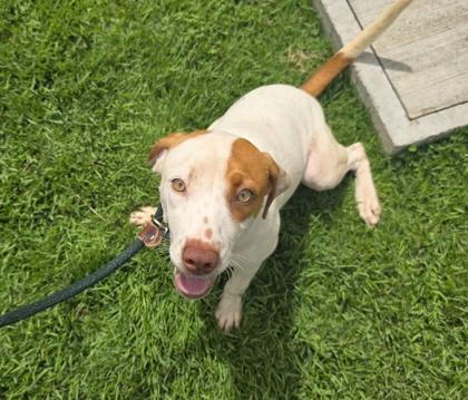 Honey, Adoptable, Young Female Pit Bull Terrier & Mixed Breed.