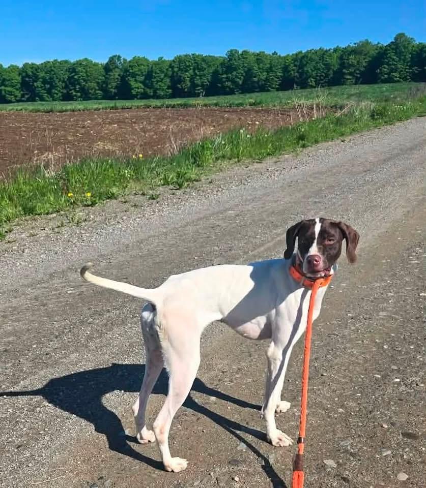 Fia, a ADOPTABLE mixed breed in Brooks, ME image 2/2