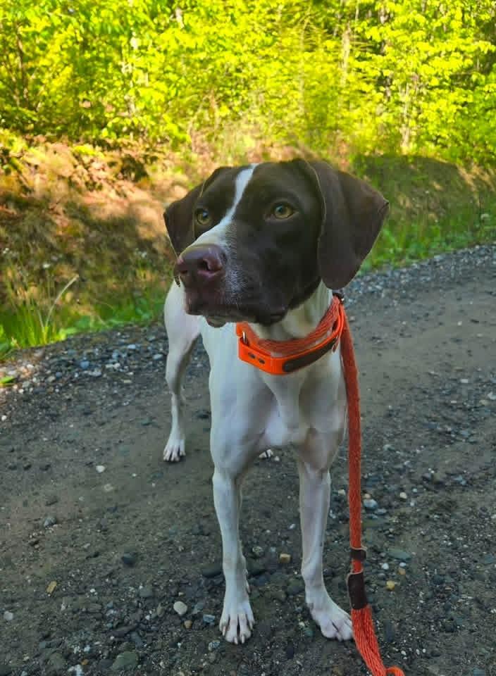 Fia, ADOPTABLE, Adult Female German Shorthaired Pointer.