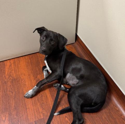 BELLA, a Adoptable mixed breed in Carroll, OH image 2/2