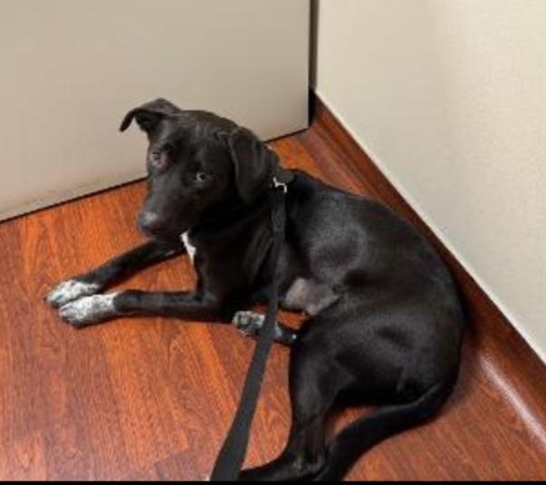 BELLA, Adoptable, Young Female Black Labrador Retriever & Border Collie.