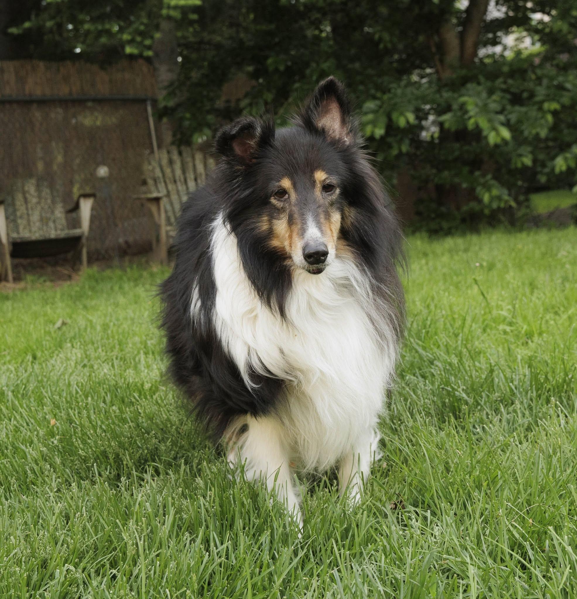 Enlarge Tommy, a Adoptable Shetland Sheepdog / Sheltie in Portland, ME image 3/6